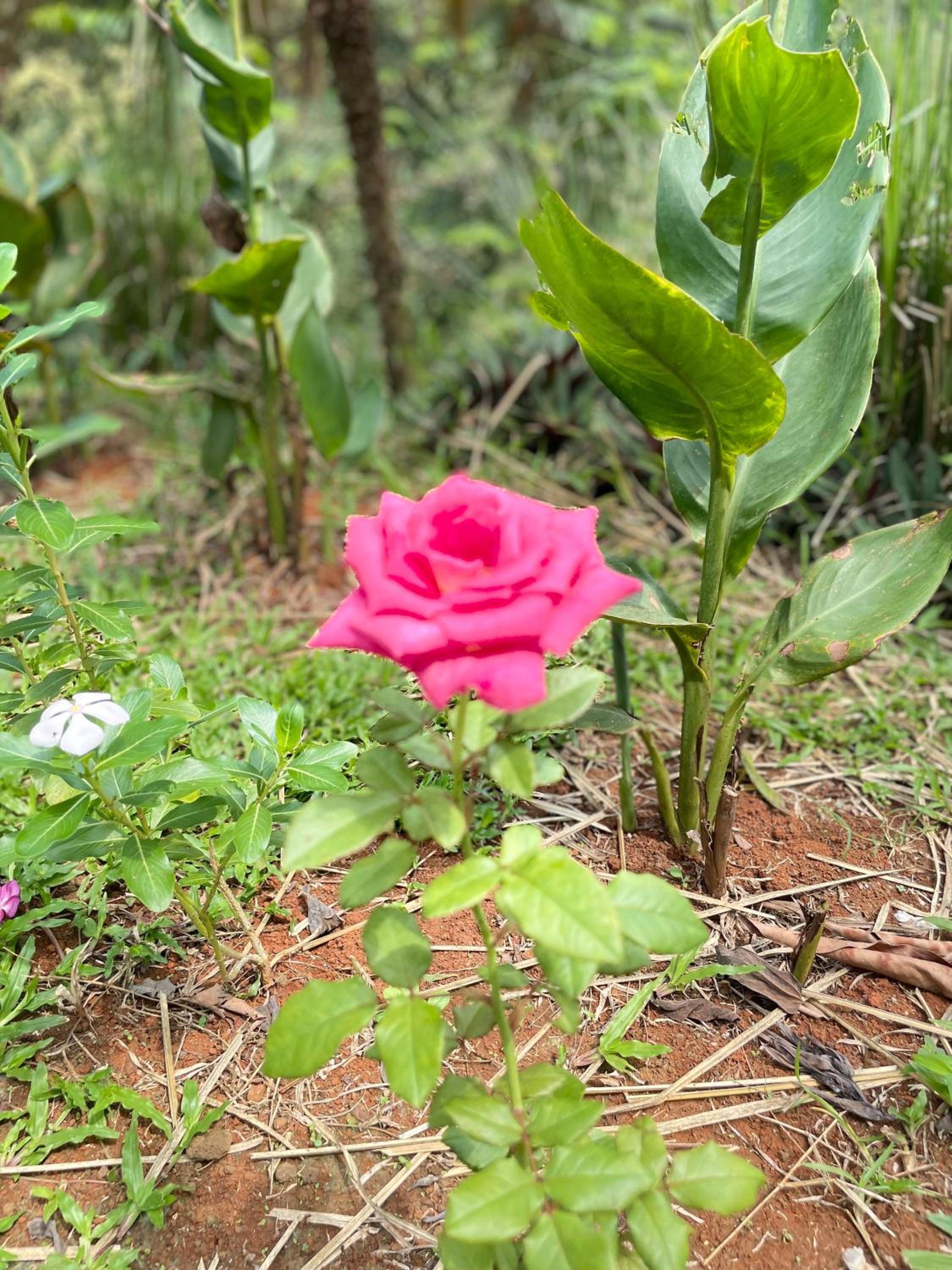 Finca Las Marías