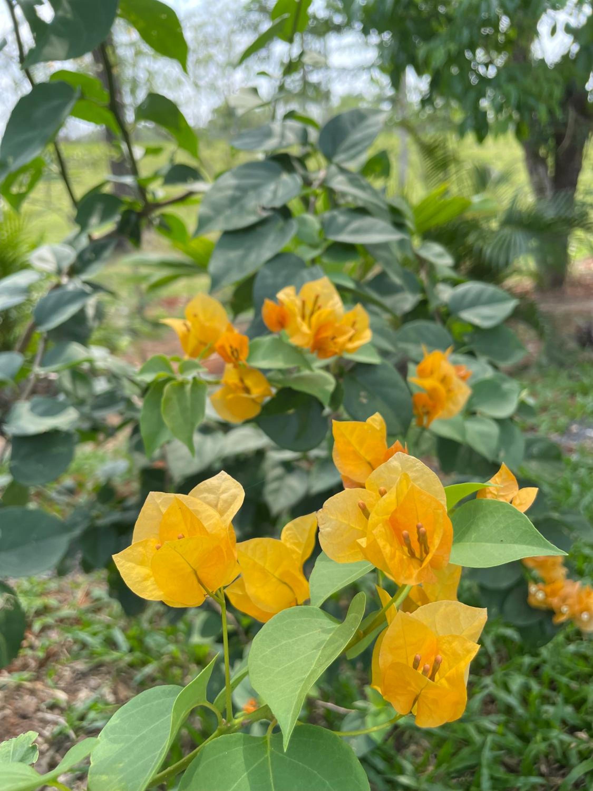 Finca Las Marías