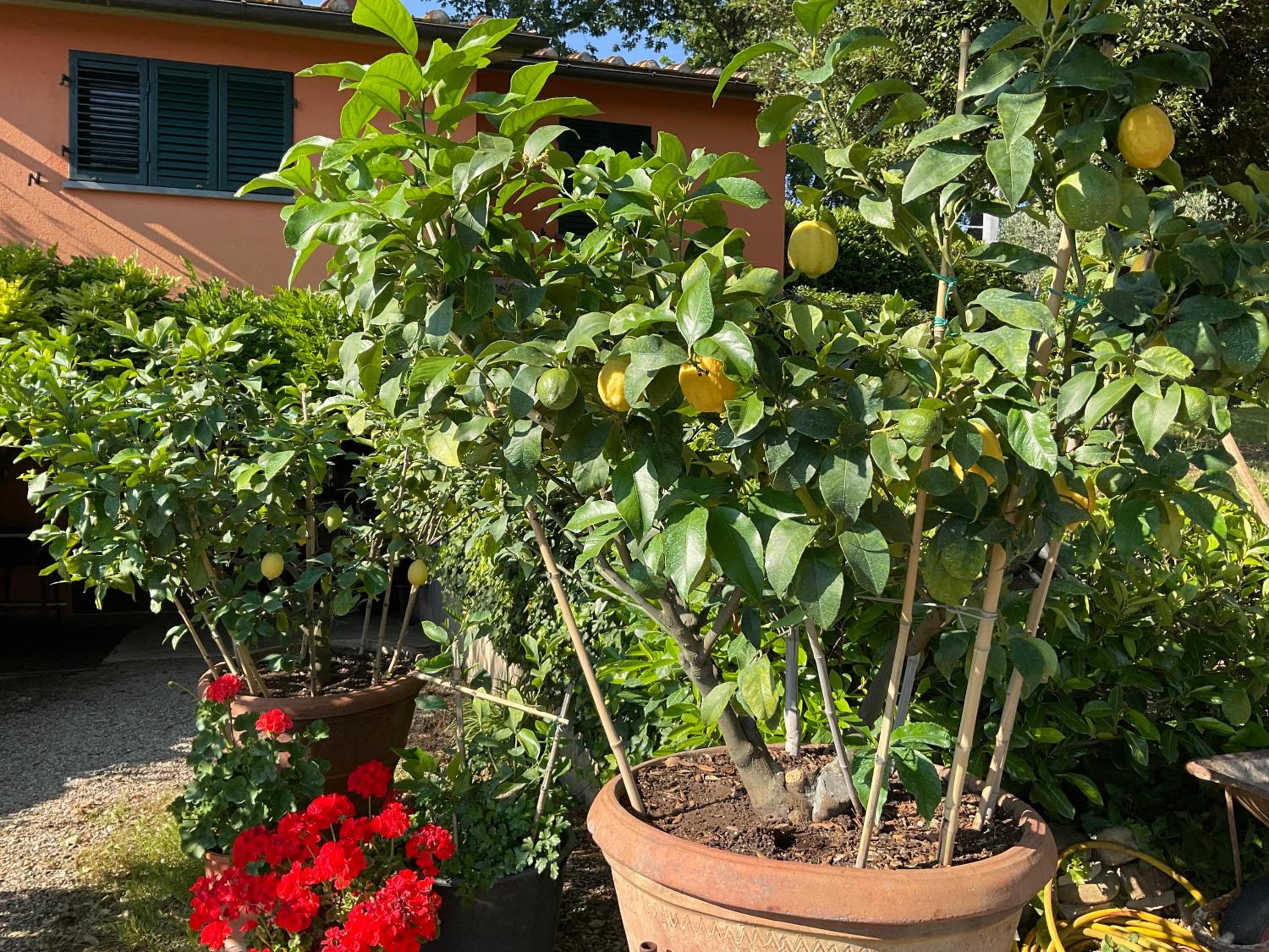 Villa Il Borraccio - Apartments Azalea and Begonia