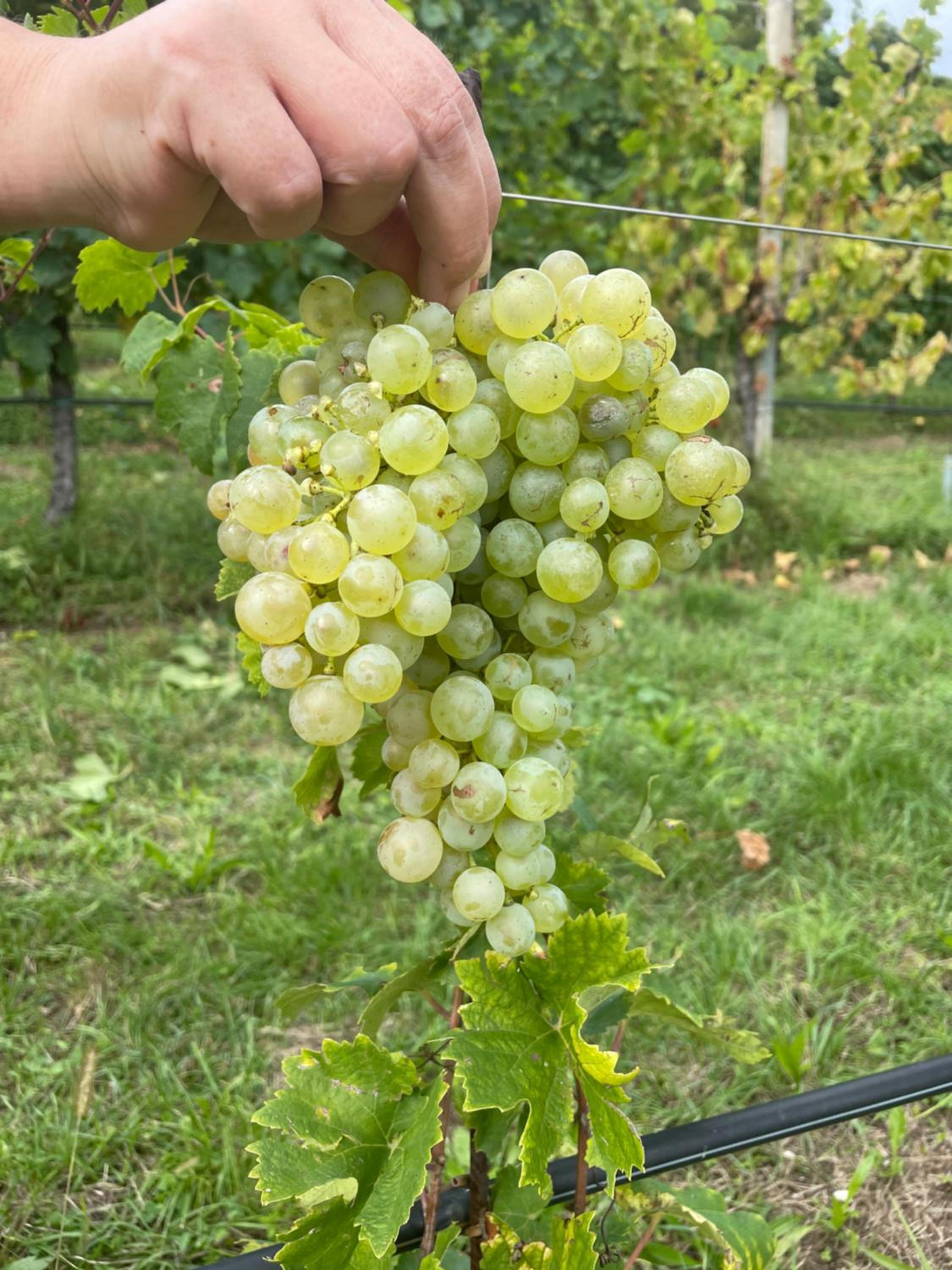 Agriturismo Le Noci