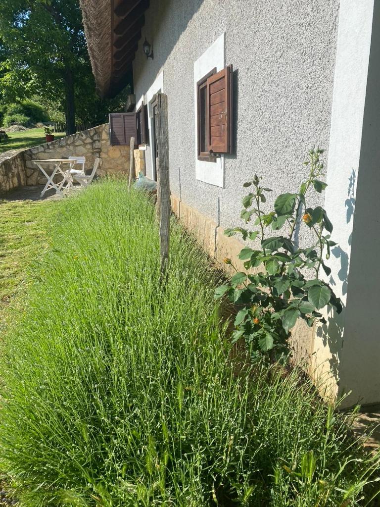 Nyuszifülház Ferienhaus im Weinberg mit Pool