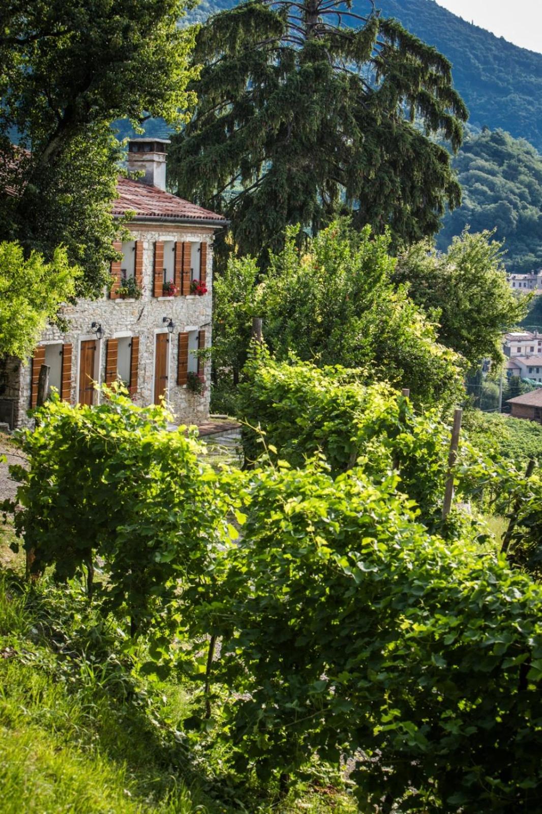 Vite in Rosa La Casetta view 2