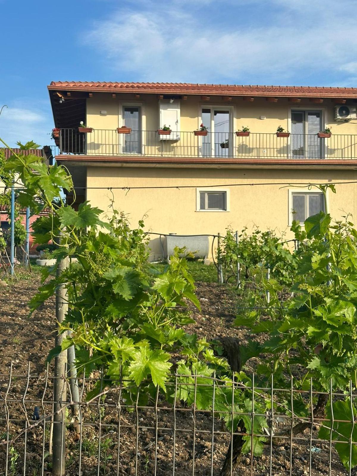 Guesthouse Marku - Mrizi i Zanave