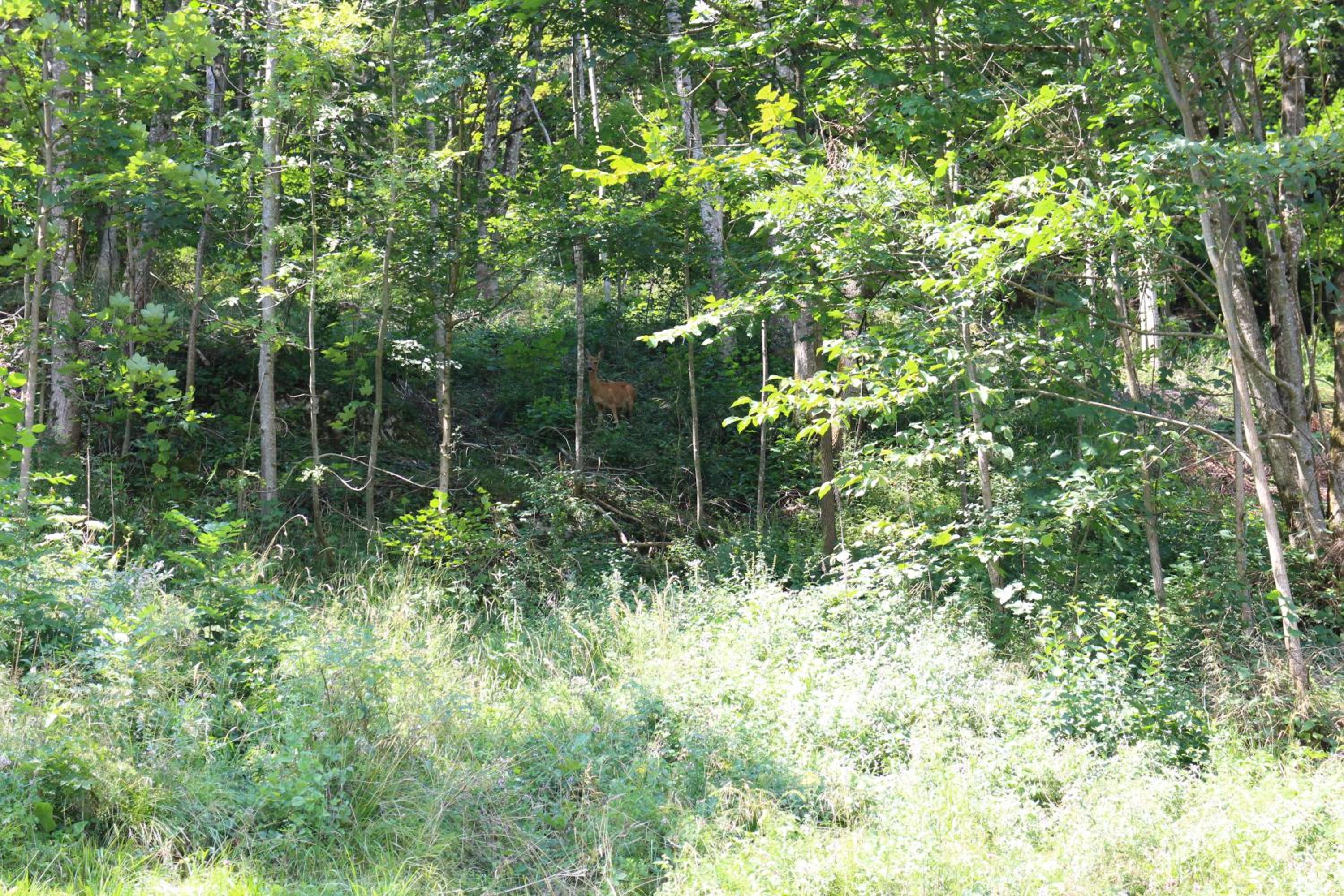 Photo 44