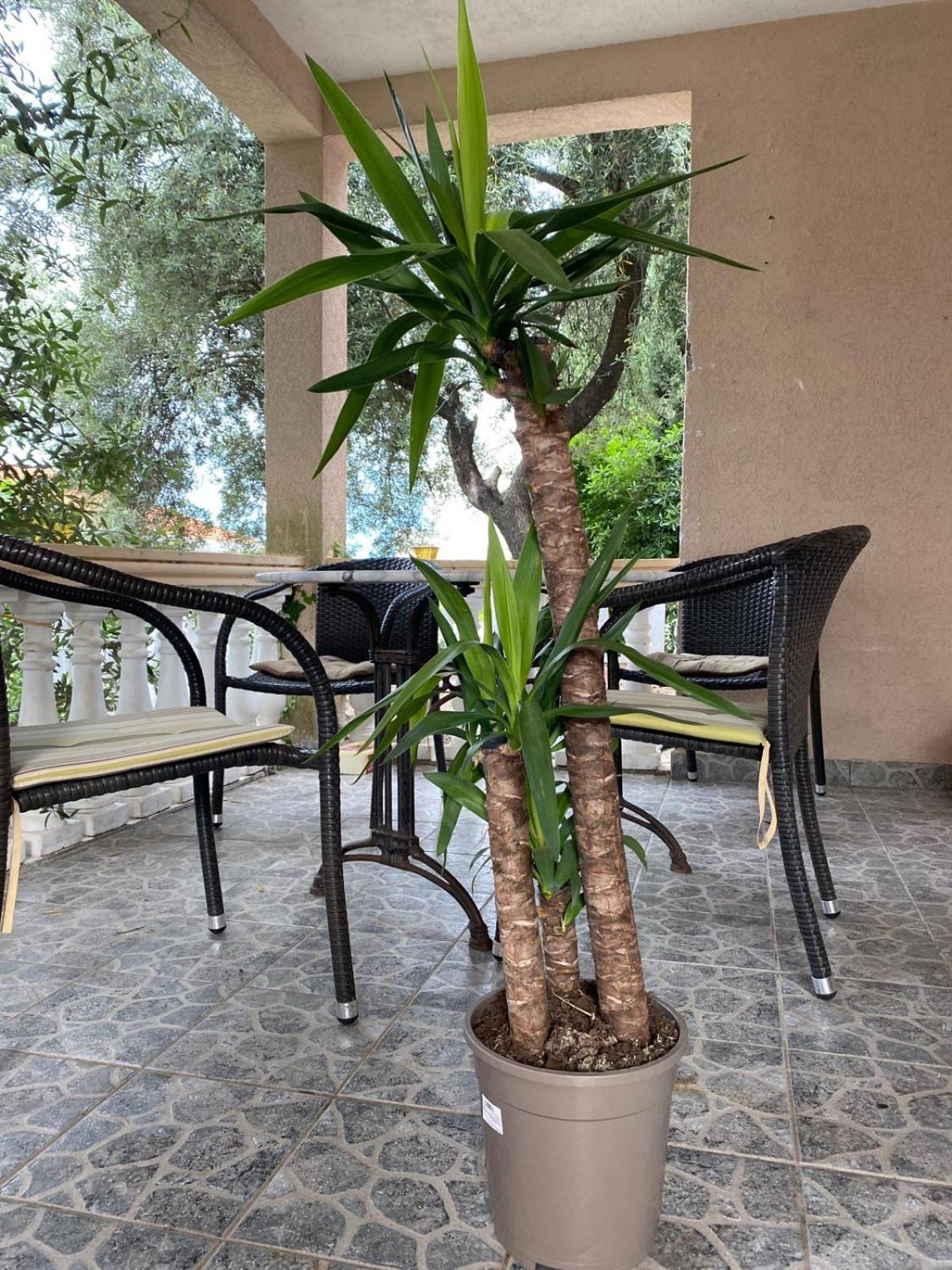 Apartments Arina