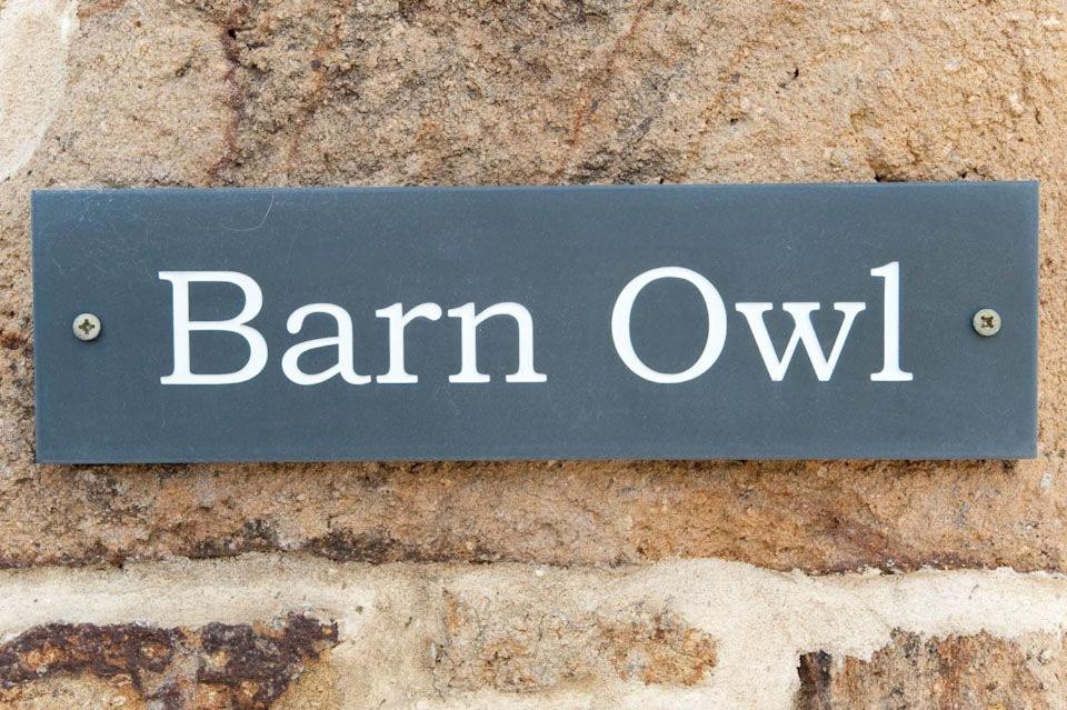 Barn Owl view 2