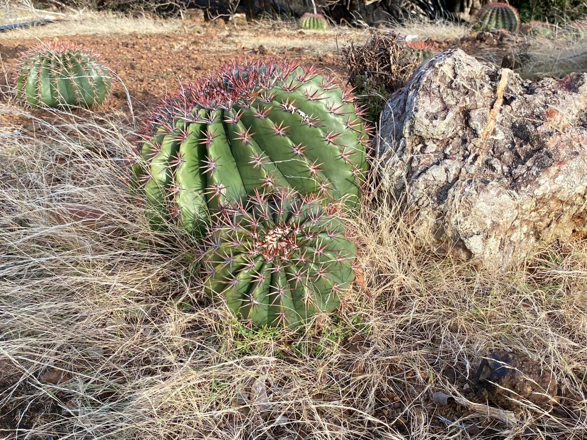 KARIFUNA-II - Photo 16