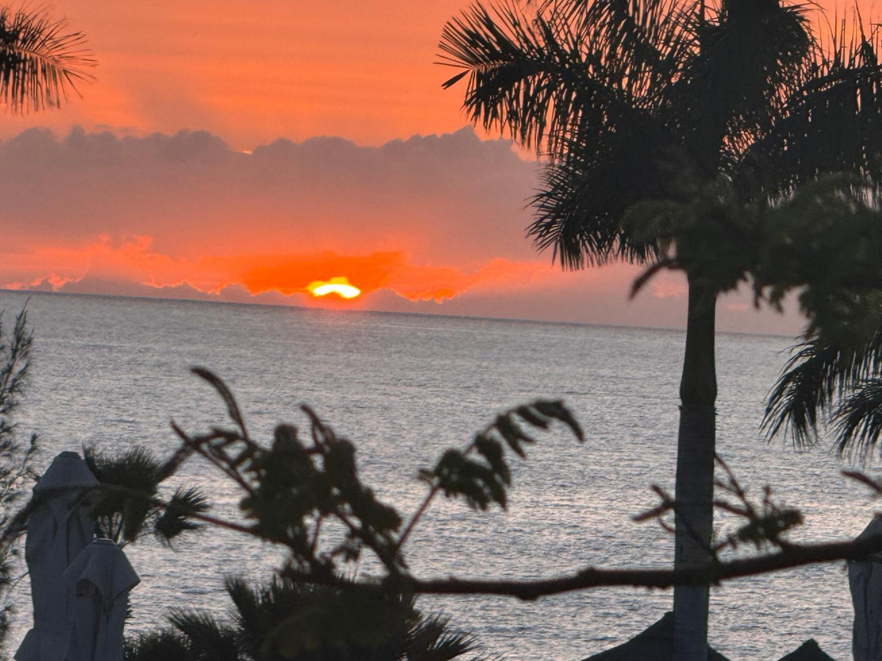 Ocean Deluxe Palm-Mar