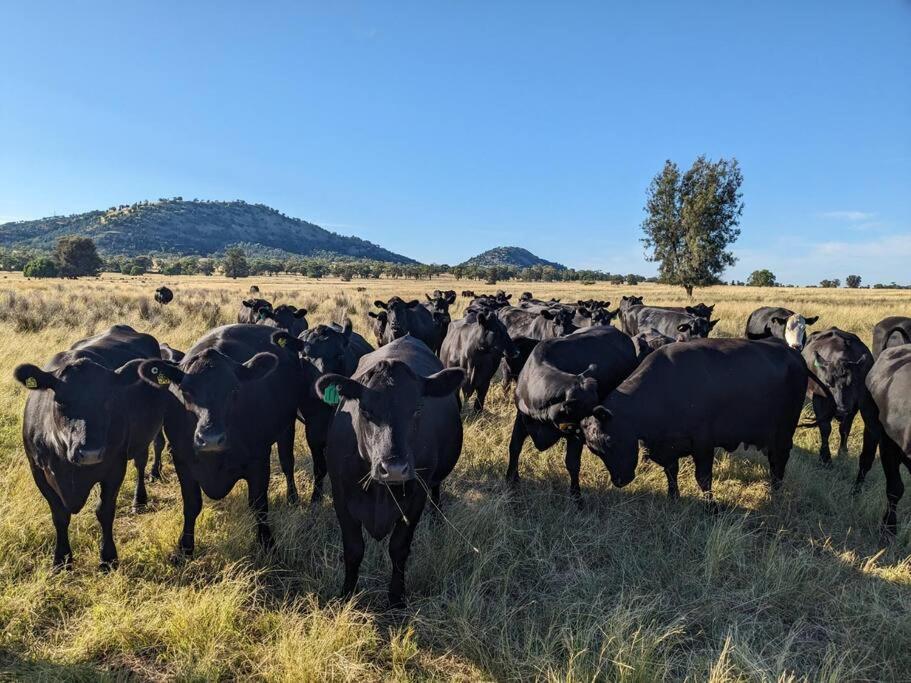 Top Paddock Silo Stay