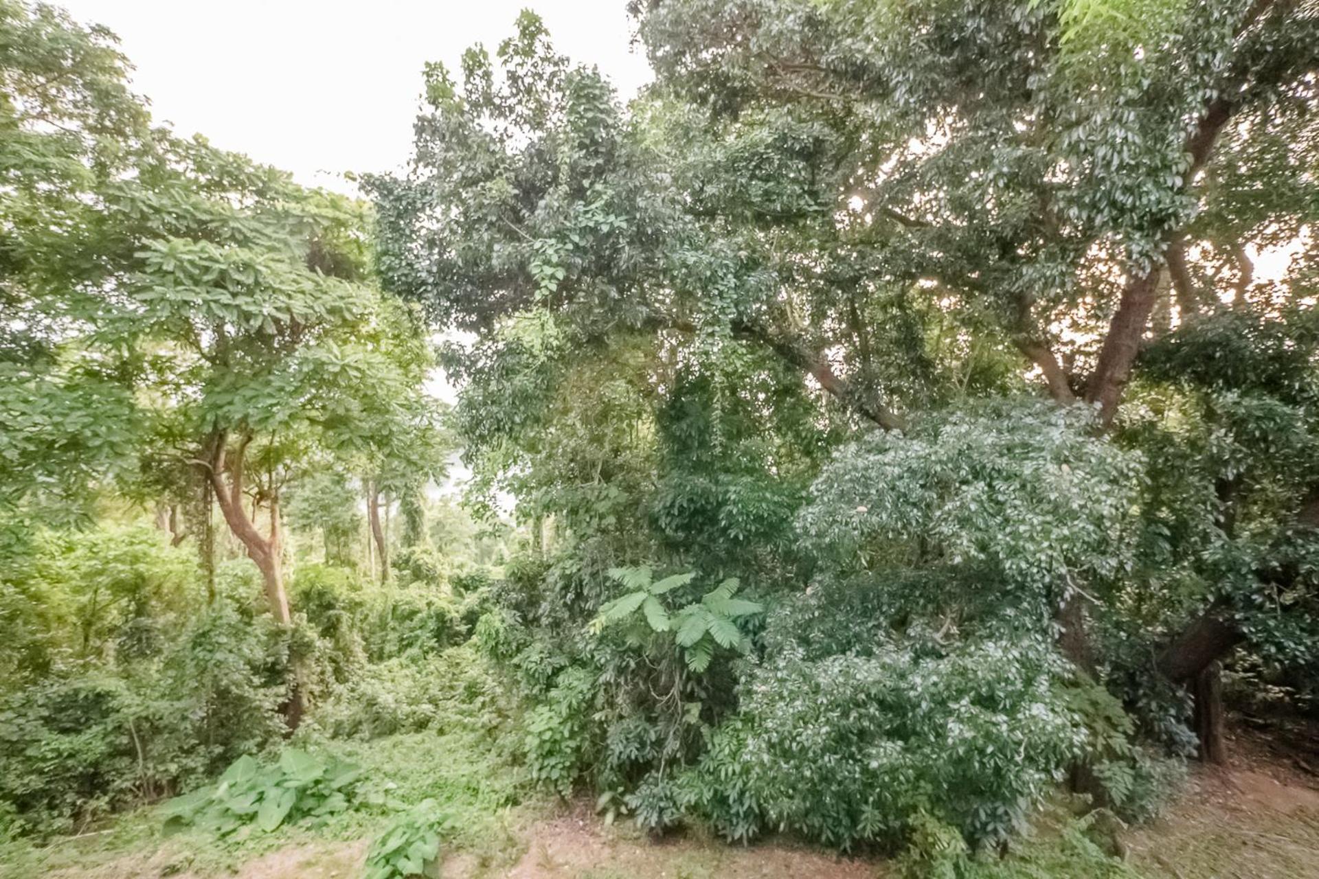 Ocean Nest and Forest Nest Self Service BNB view 2