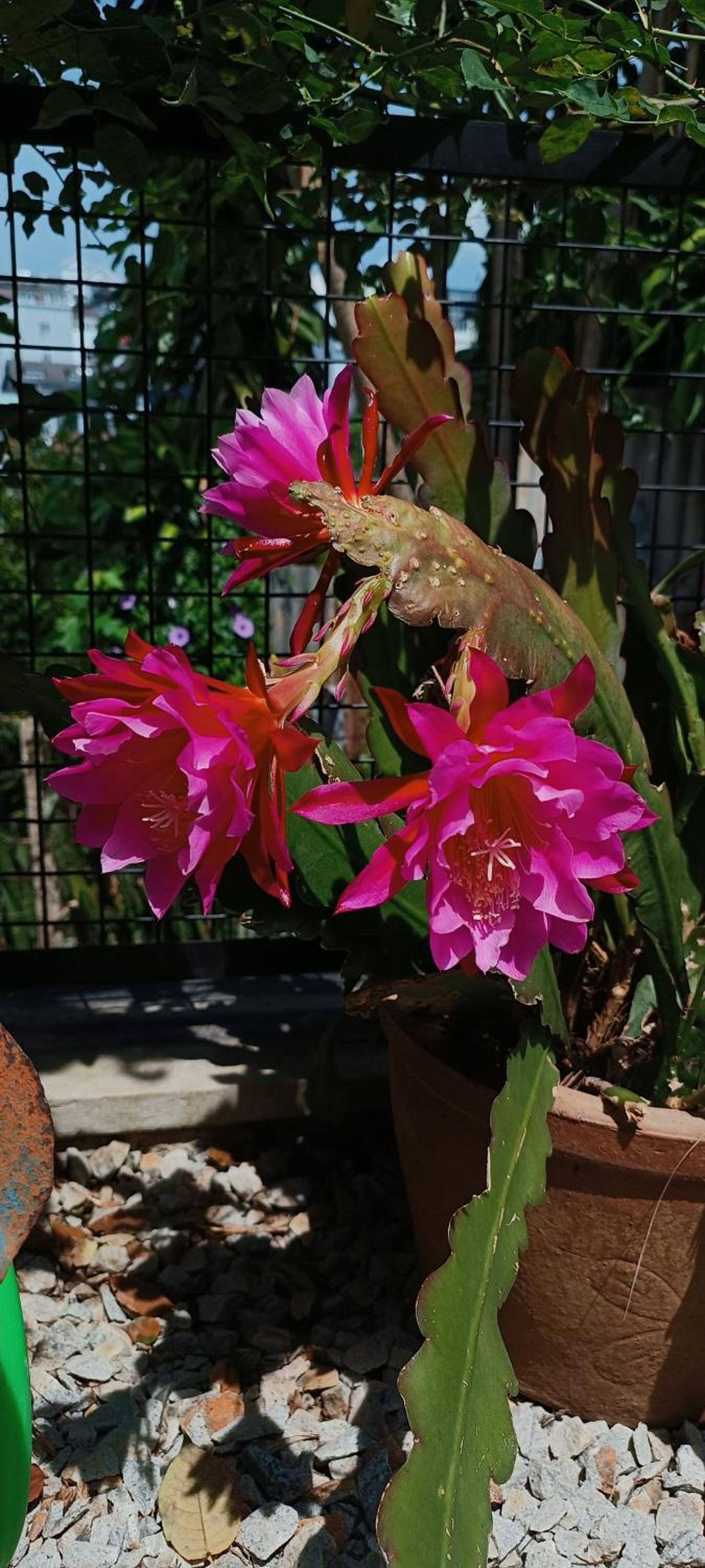 Photo 46