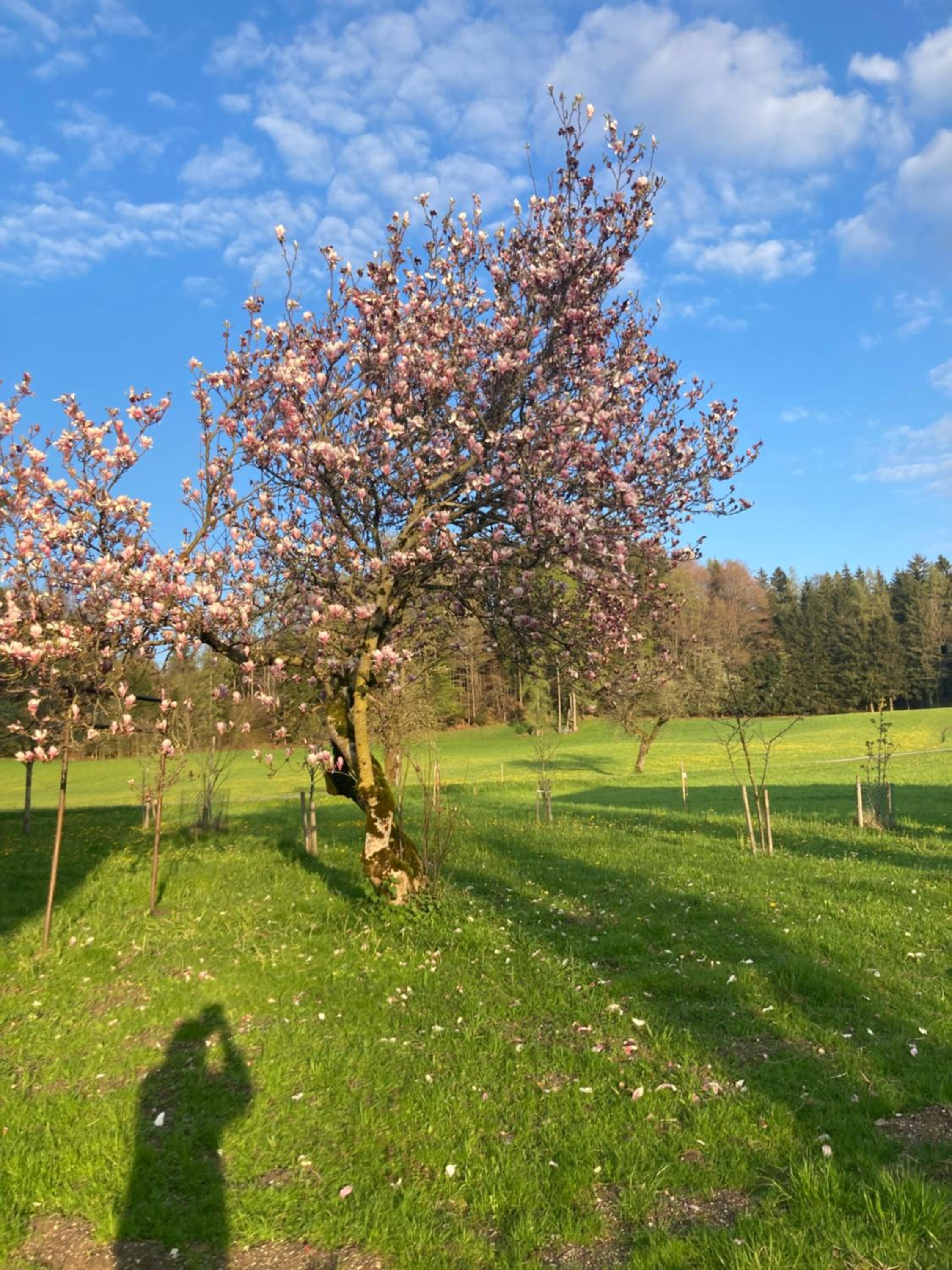 Obereggut