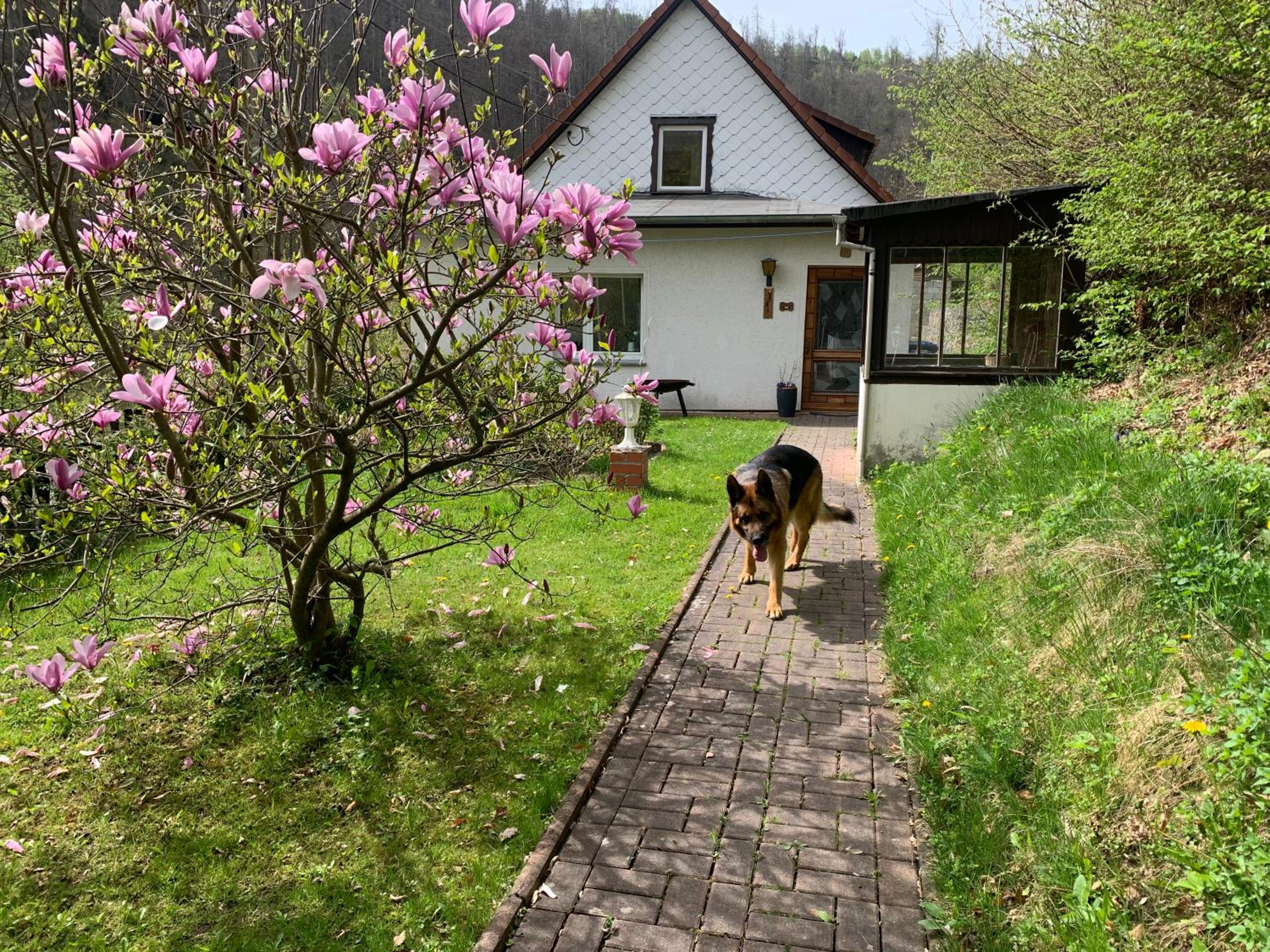 Ferienhaus Andrea am Bodetal
