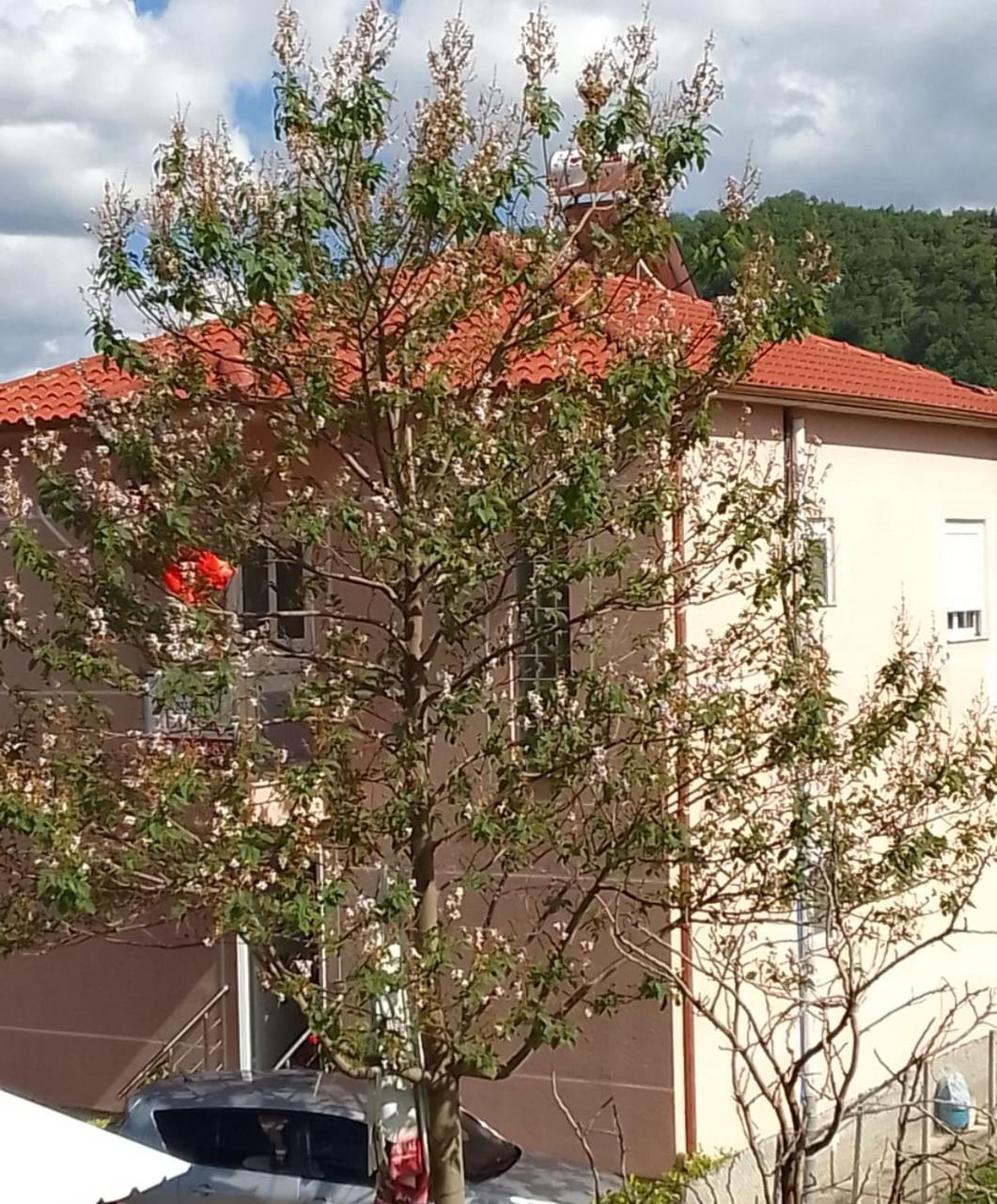 Bujtina Bego