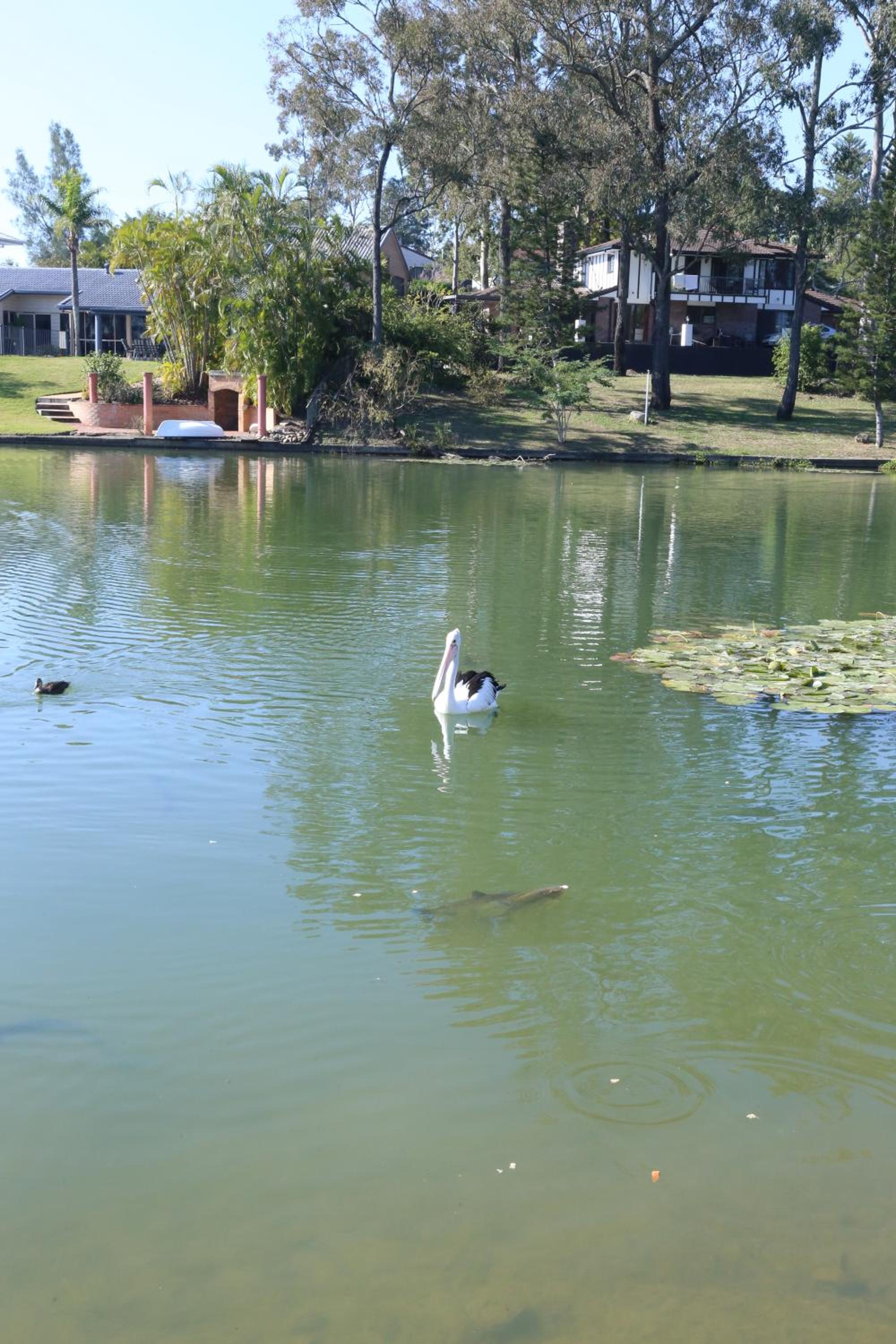Serene Lakefront Villa, Westlake, Brisbane
