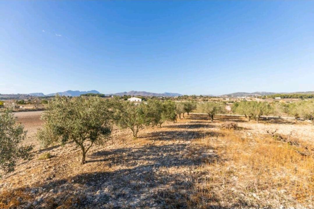 los olivos