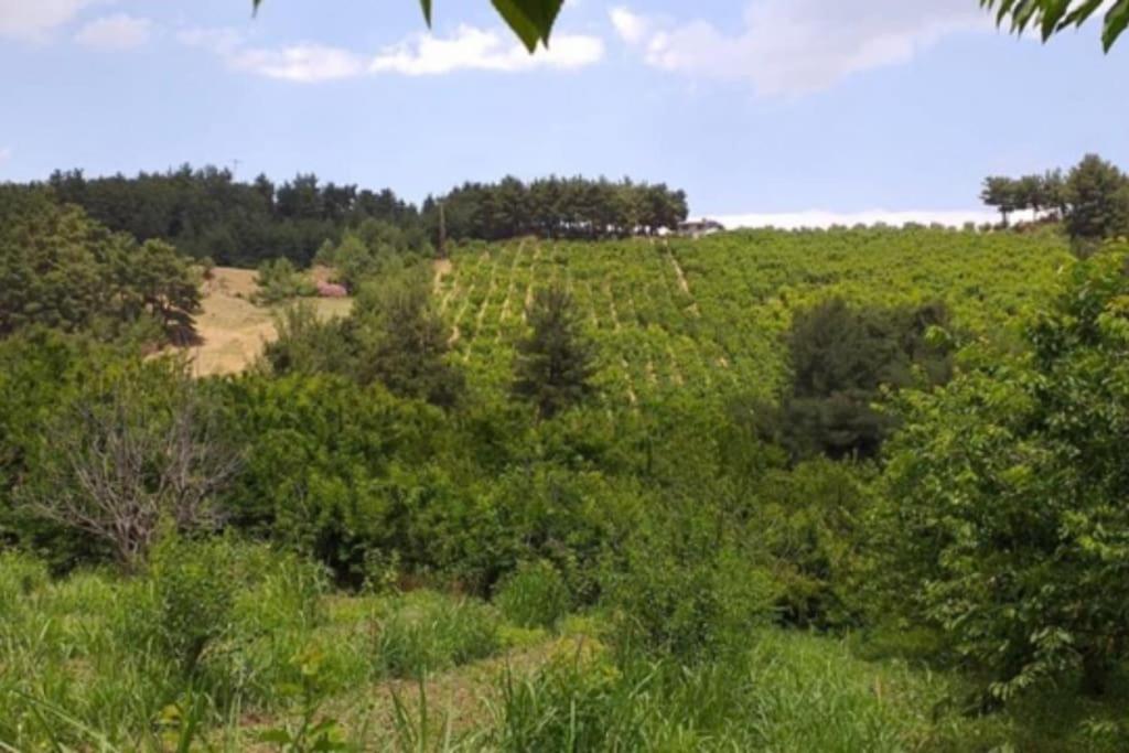 quiet and natural village house view 4