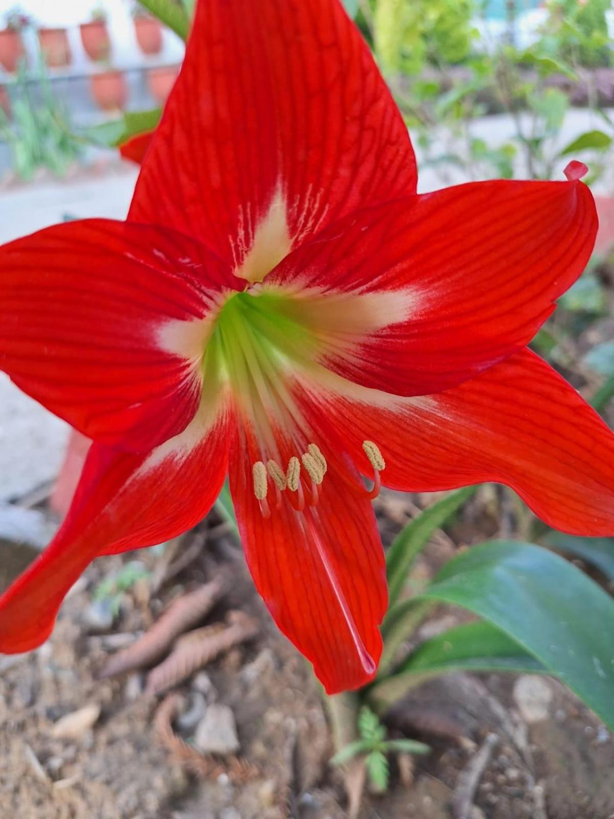 Photo 41