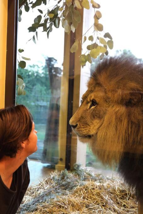 Big Cat Bungalows at The Haven view 5