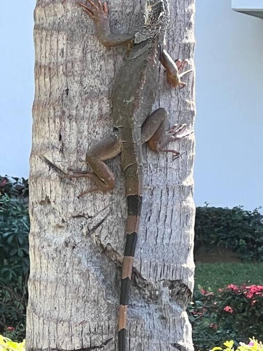 Departamento en Riviera Nayarit