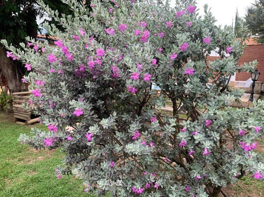 Primavera Acolhedora