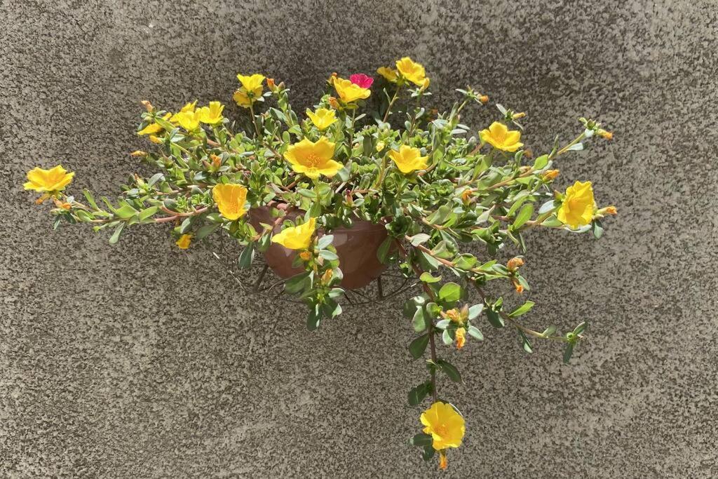 Primavera Acolhedora
