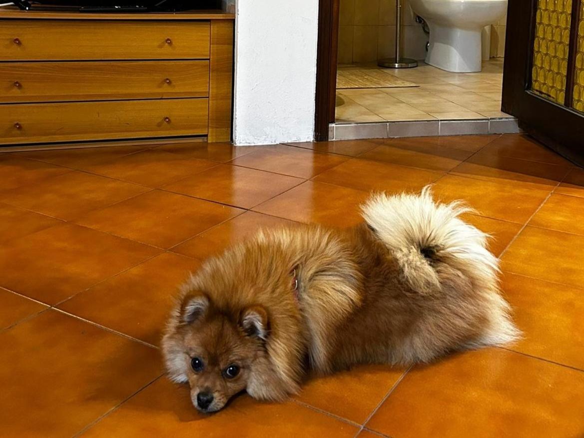 human