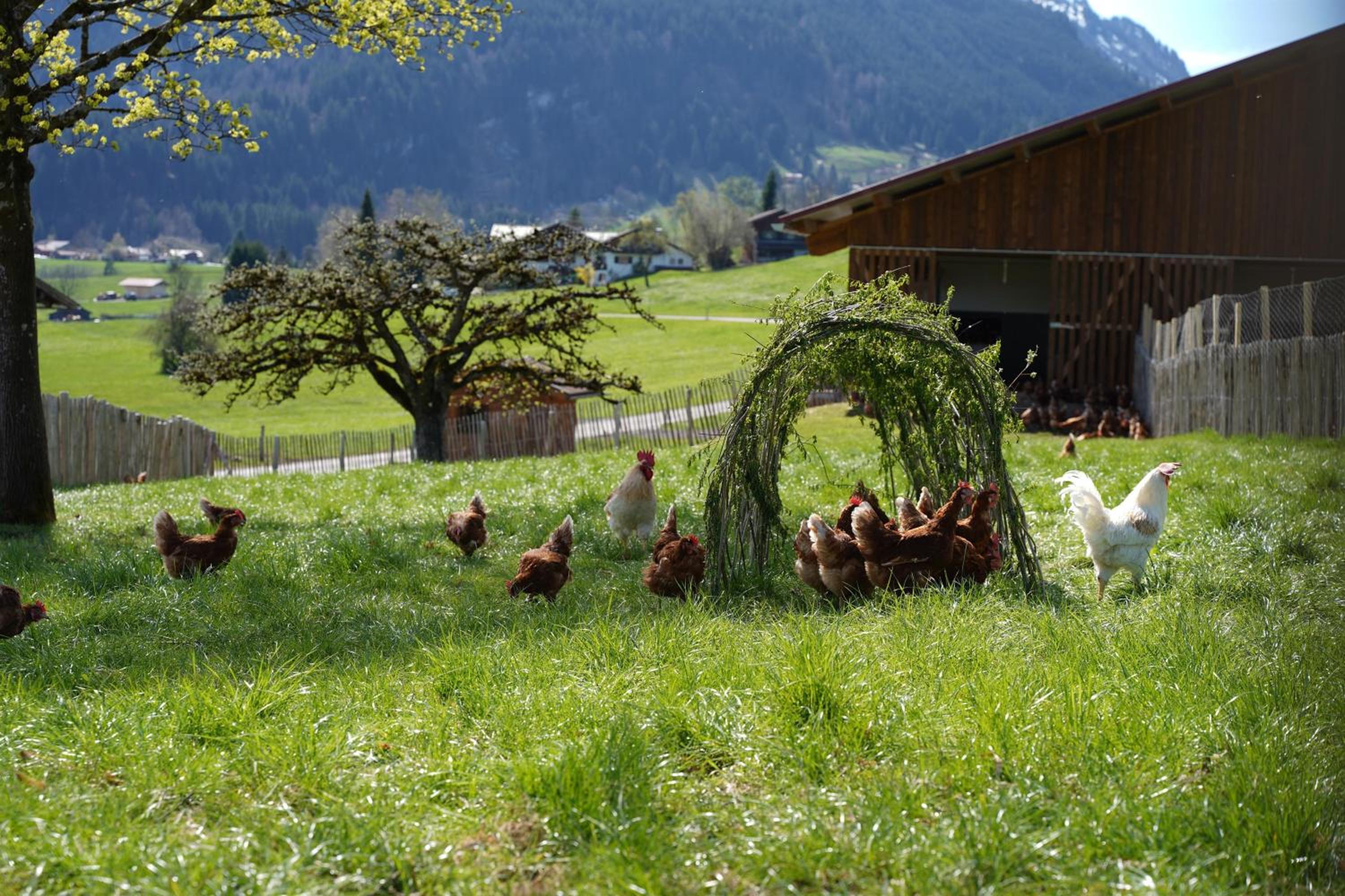 Naturgut Allgäu
