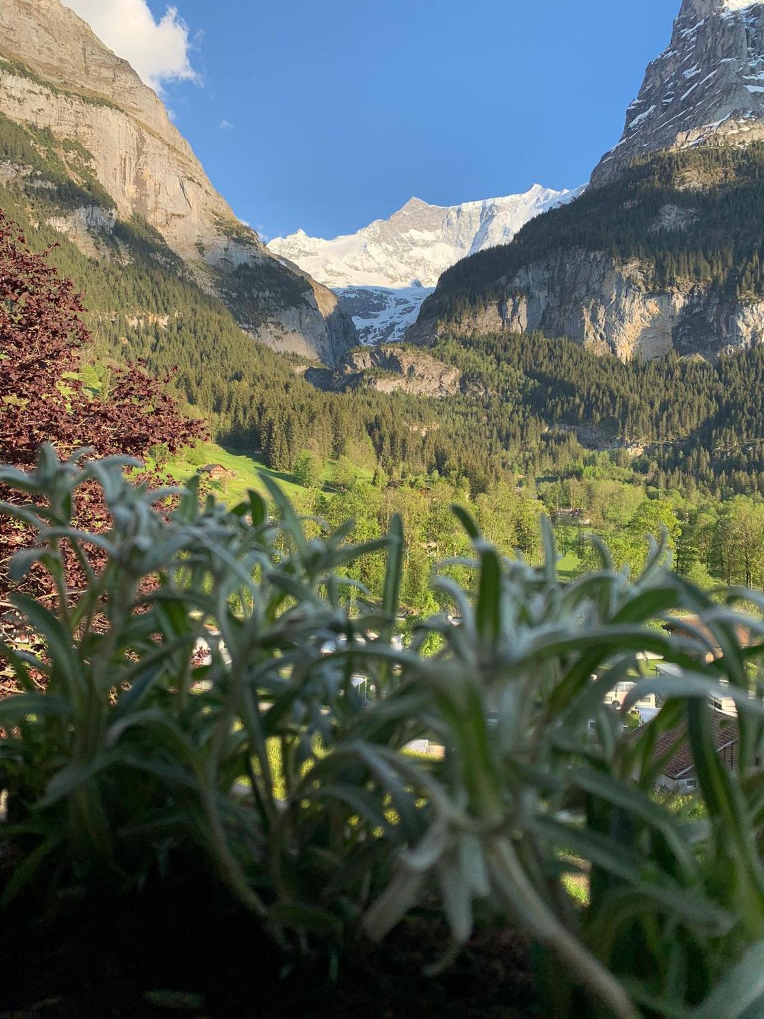 Velvet Eiger