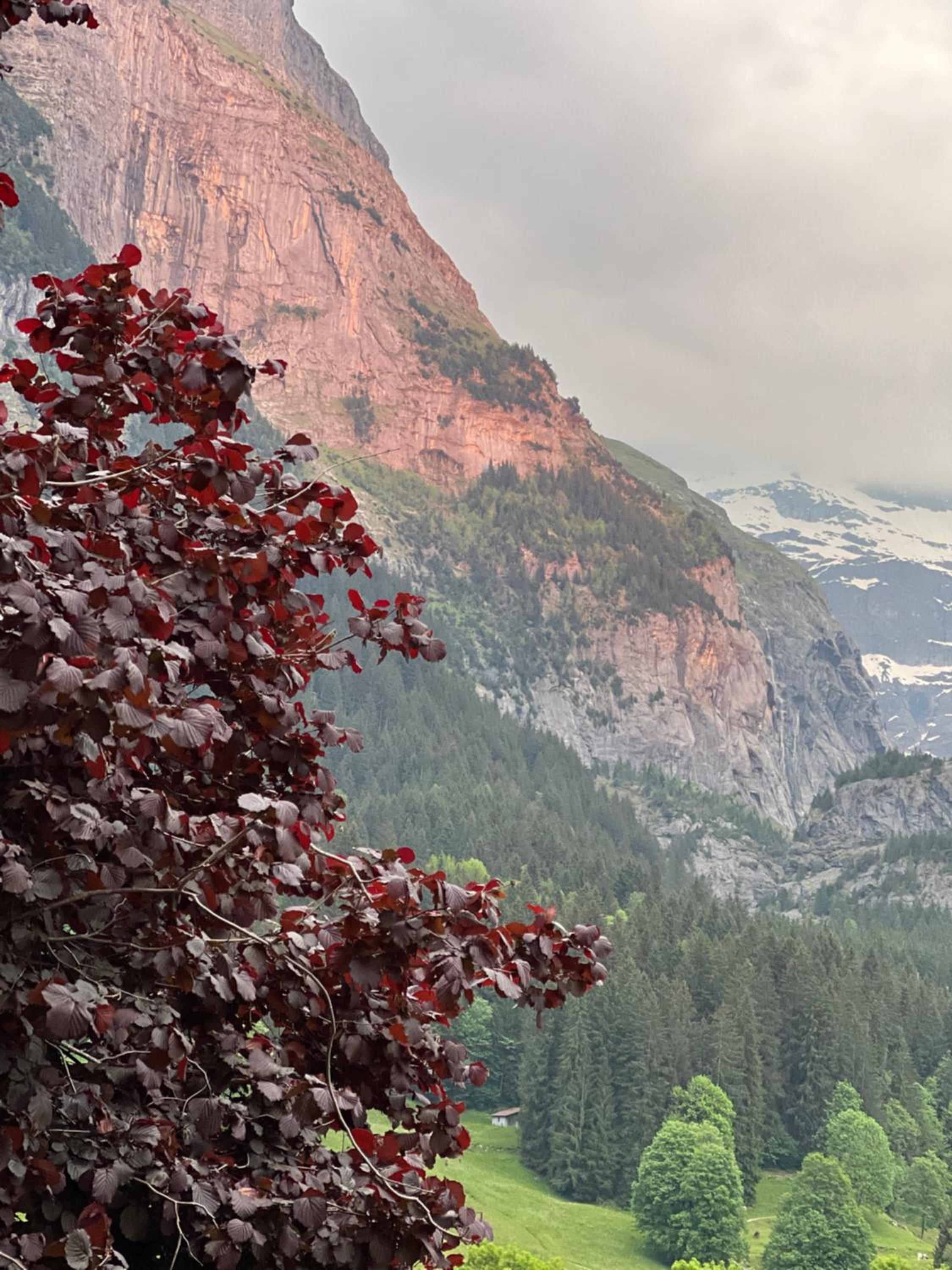 Velvet Eiger