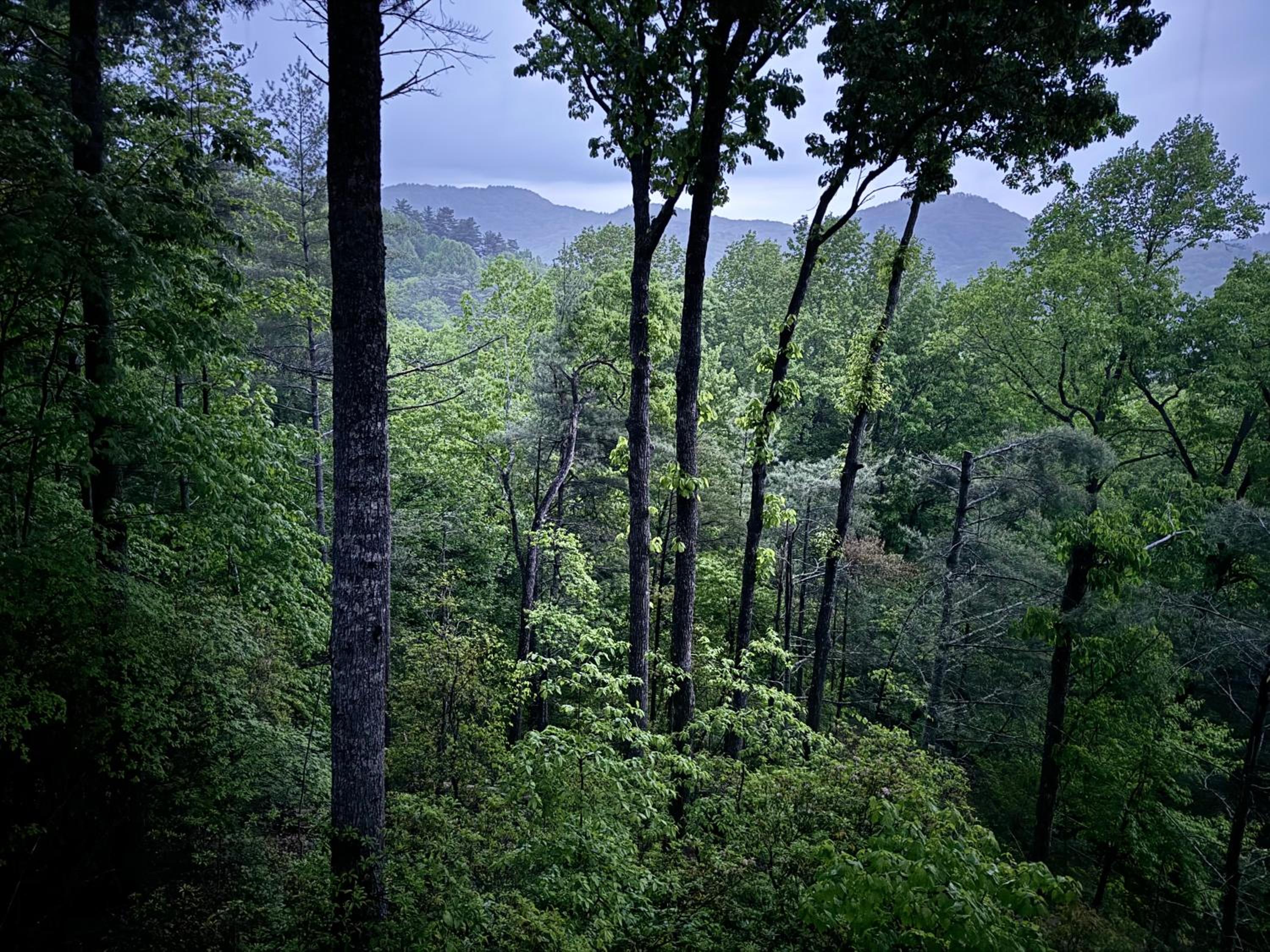 Quiet Summer Escape 2 Kings Hot Tub Private Mountain Views Pets OK view 4