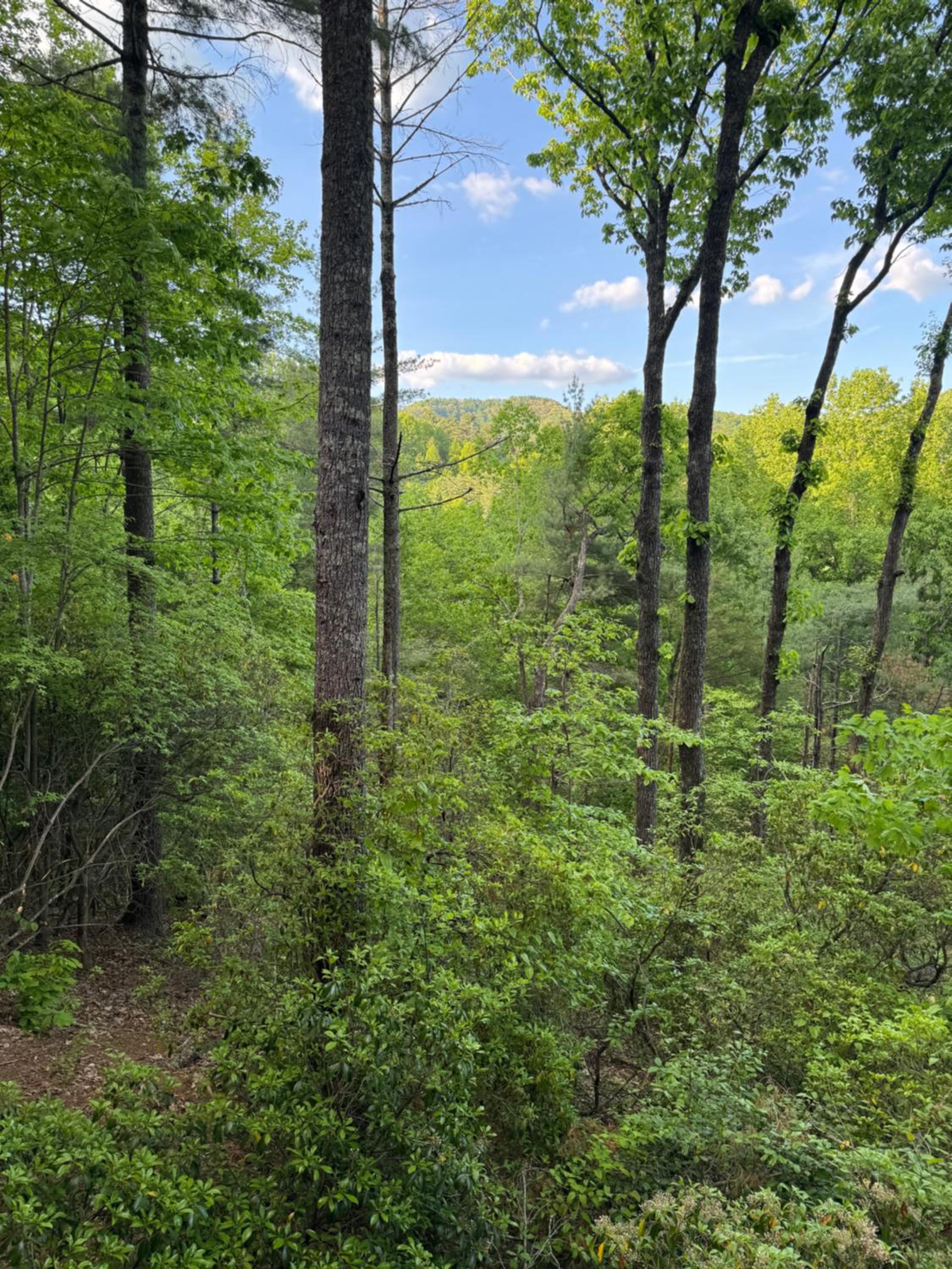 Quiet Summer Escape 2 Kings Hot Tub Private Mountain Views Pets OK view 3