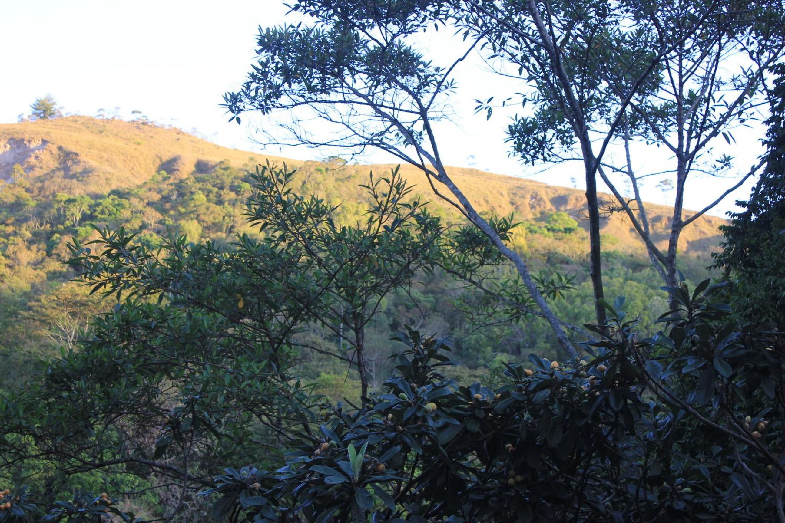 Chalé na floresta com varanda