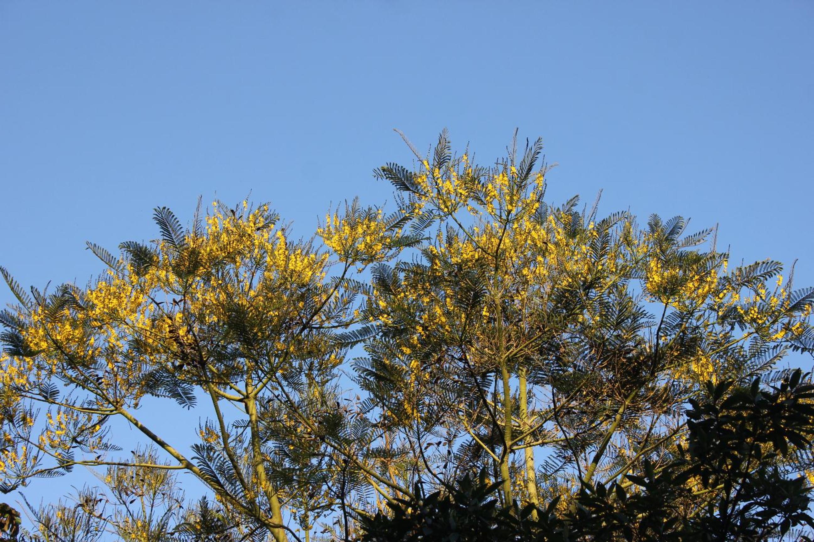Chalé na floresta com varanda