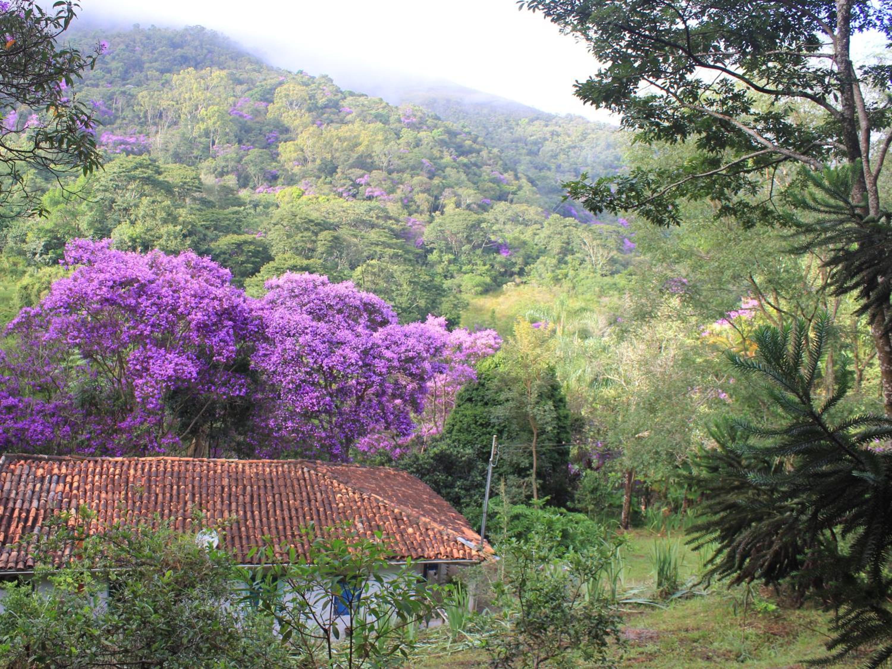 Chalé na floresta com varanda