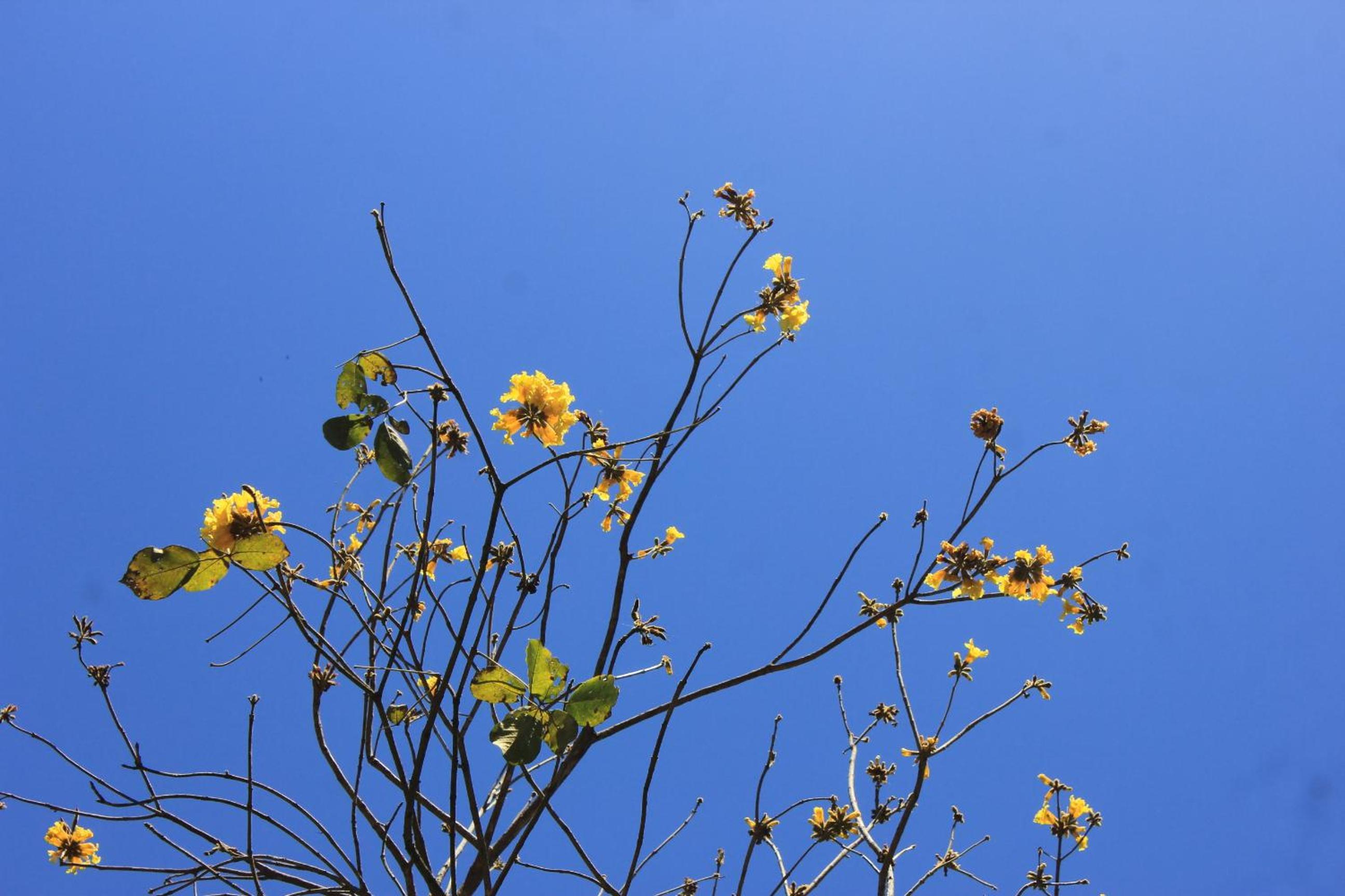 Chalé na floresta com varanda