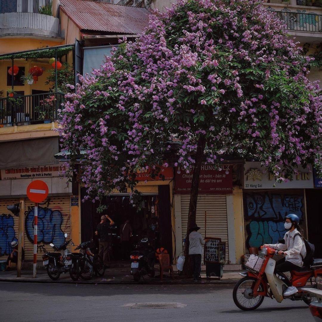 Tropical land little Hanoi homestay