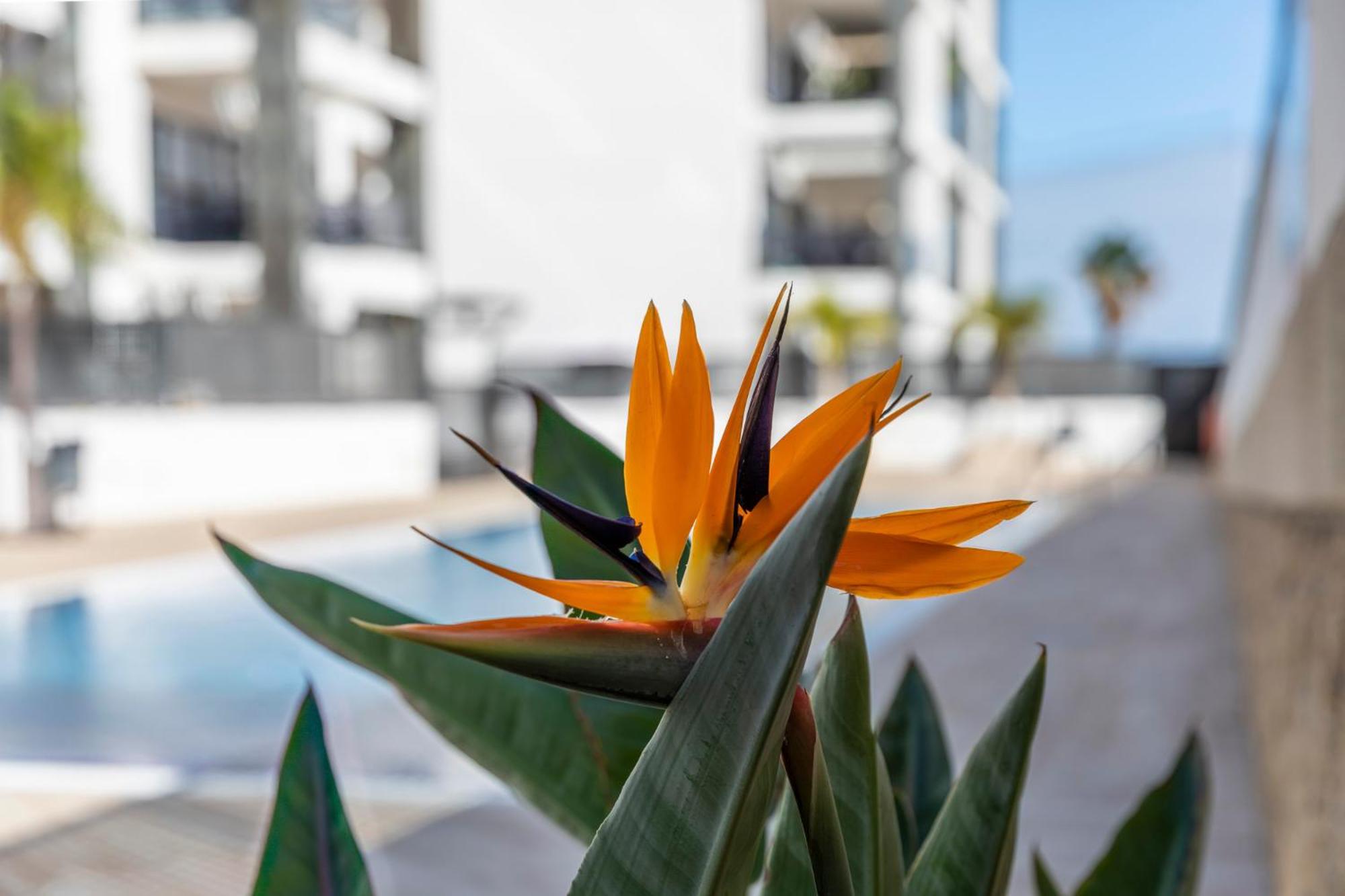 MEDANO4YOU Strelitzia Penthouse