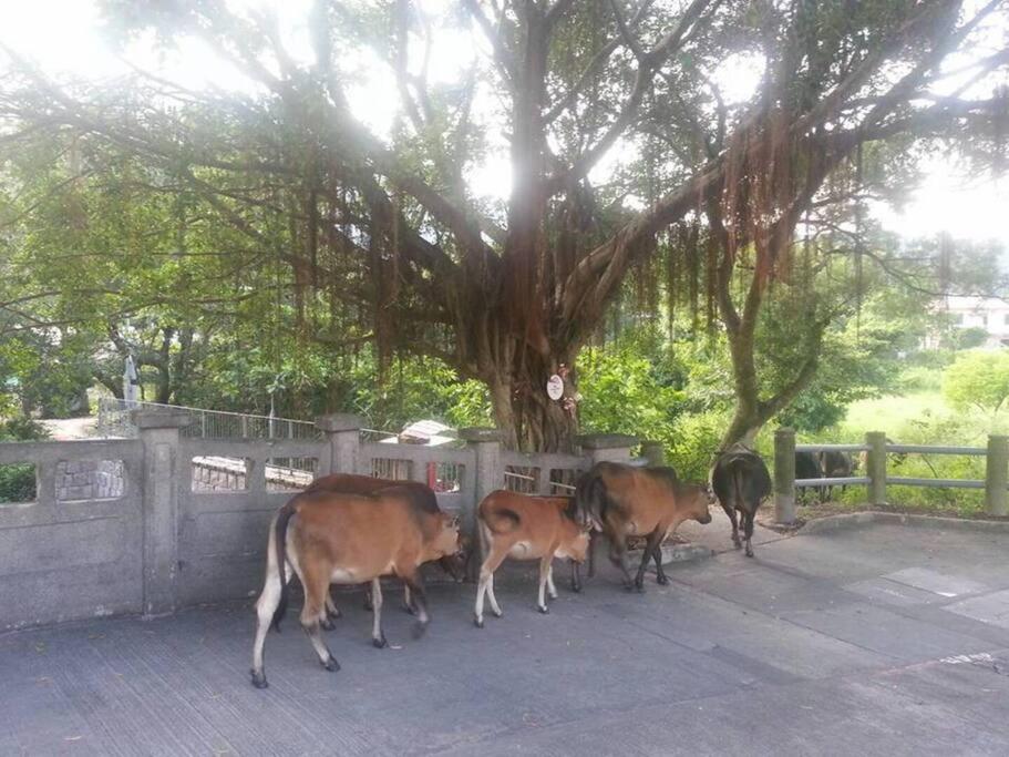Holiday Let - Mui Wo, Lantau Island