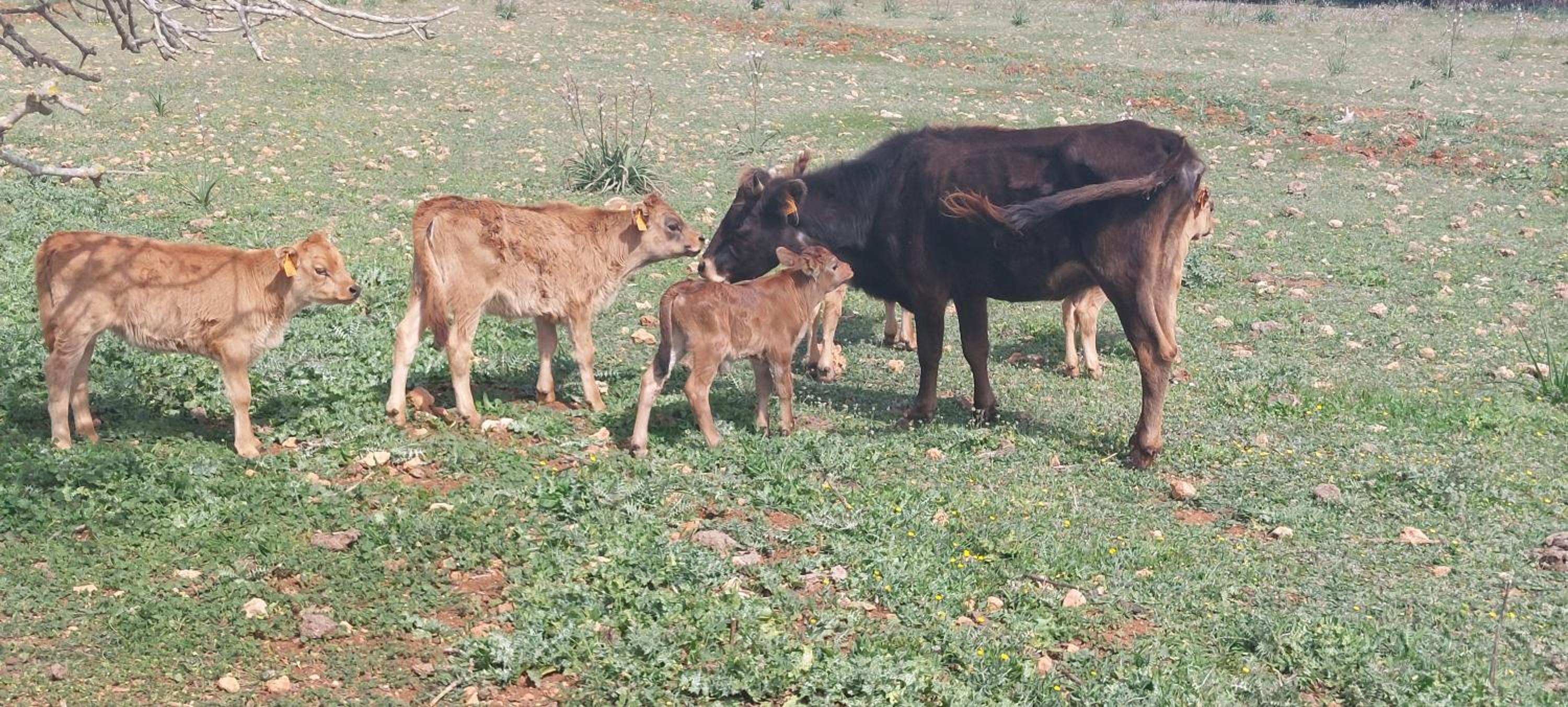 Finca Sa Cova Vella