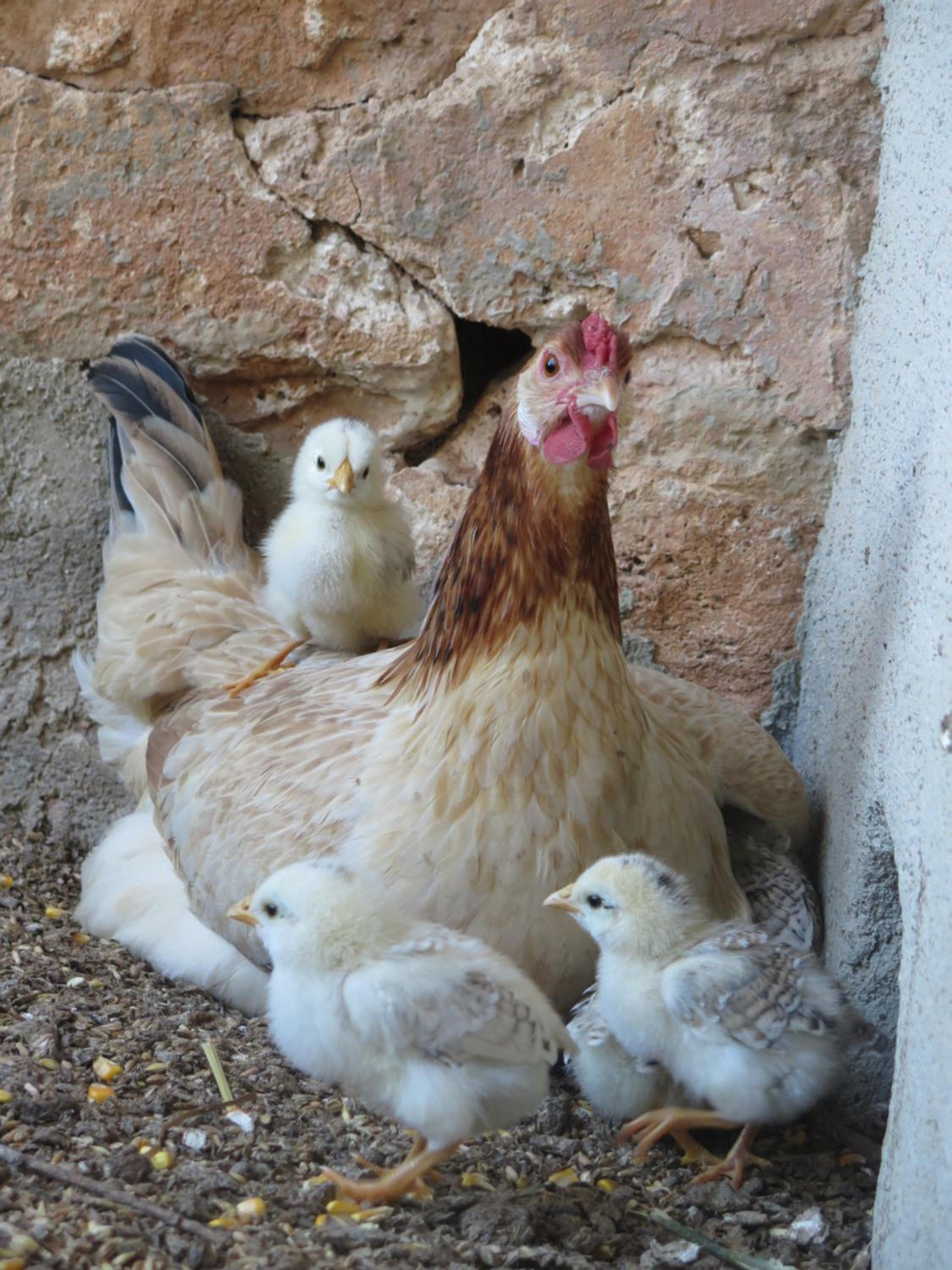 Finca Sa Cova Vella