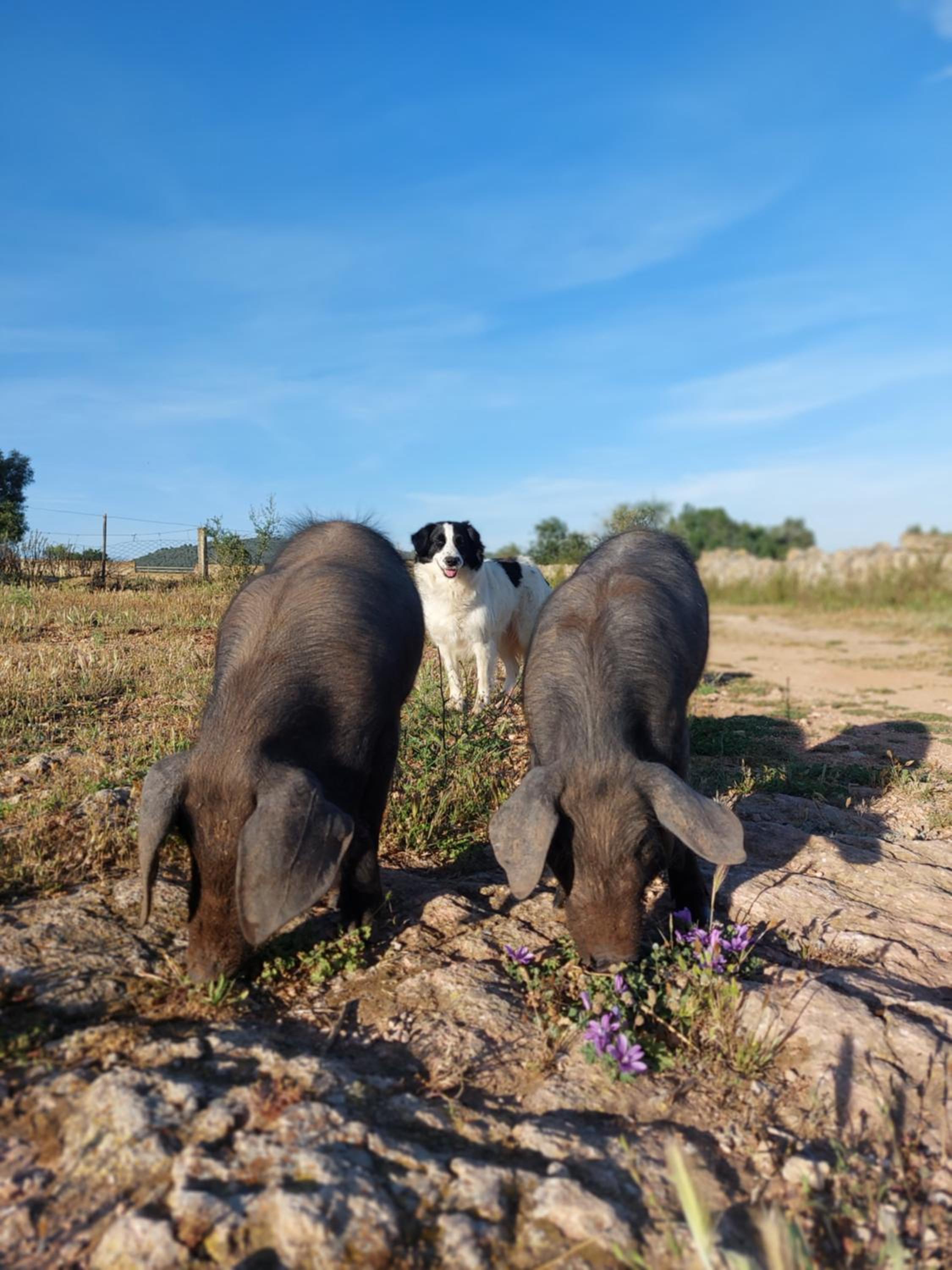 Finca Sa Cova Vella