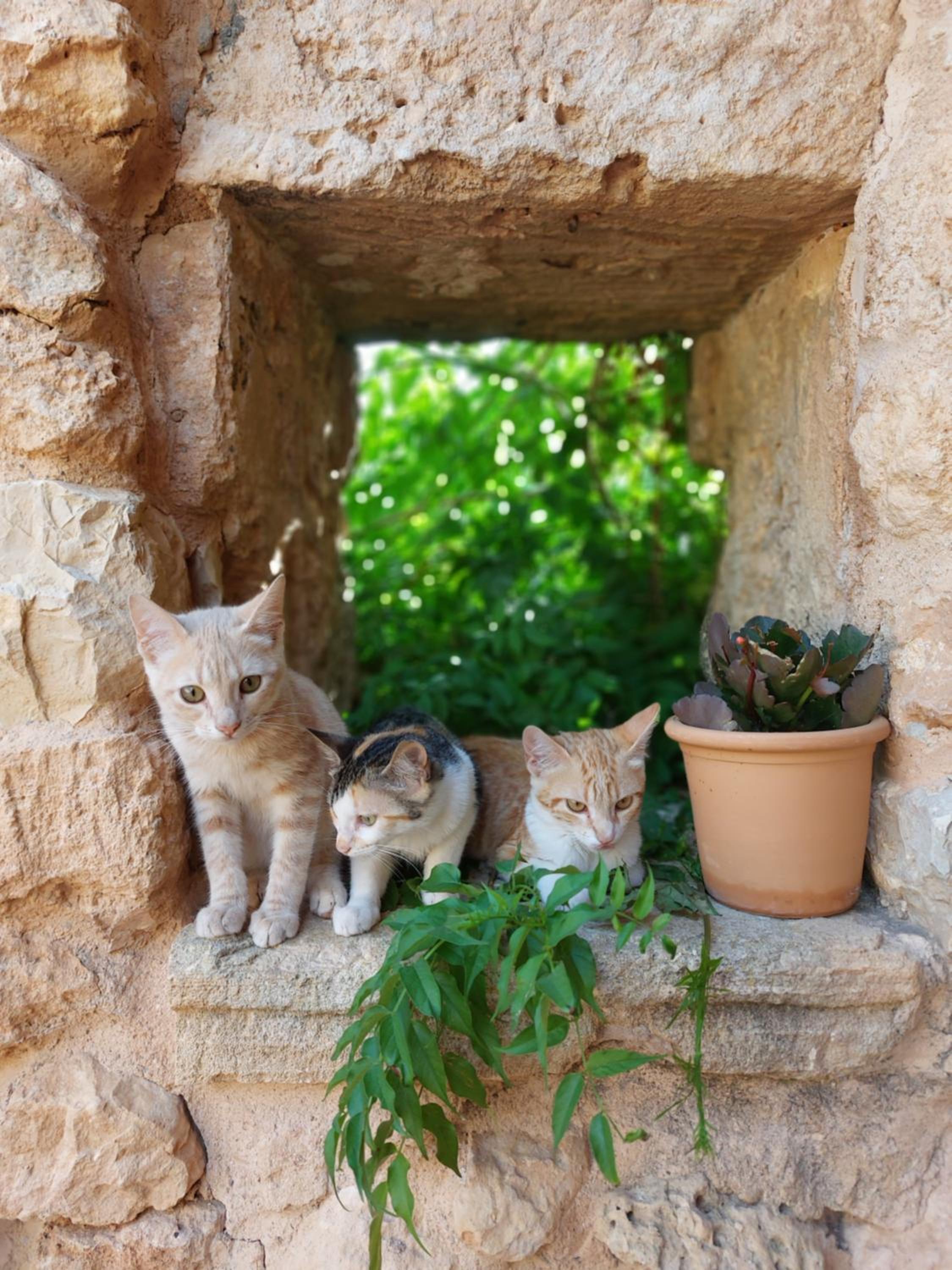 Finca Sa Cova Vella