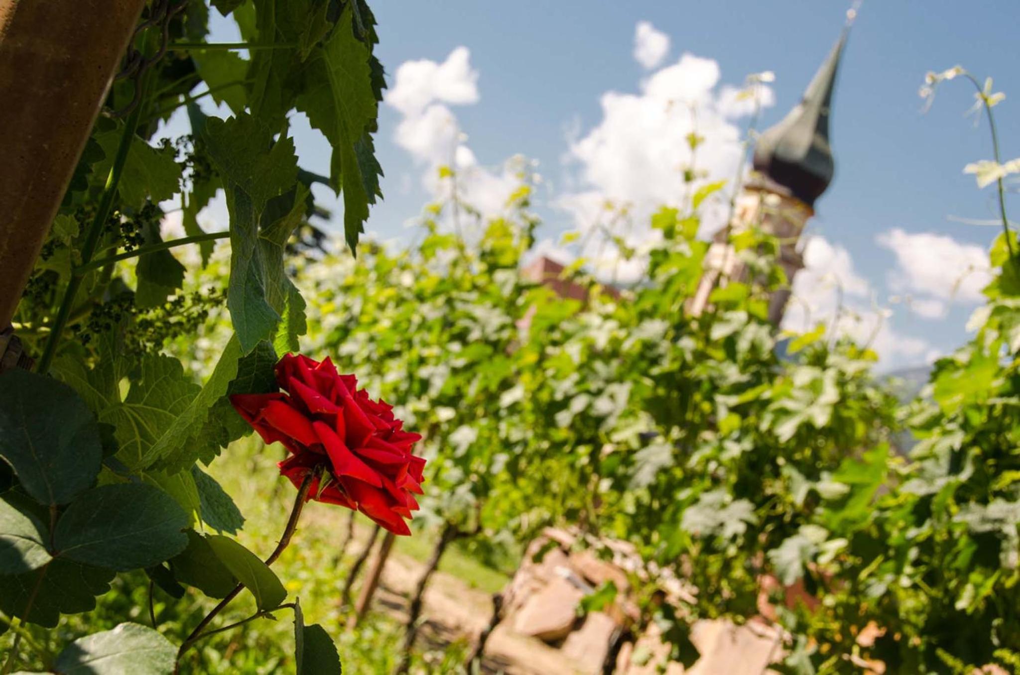 Weinangerhof St Pauls
