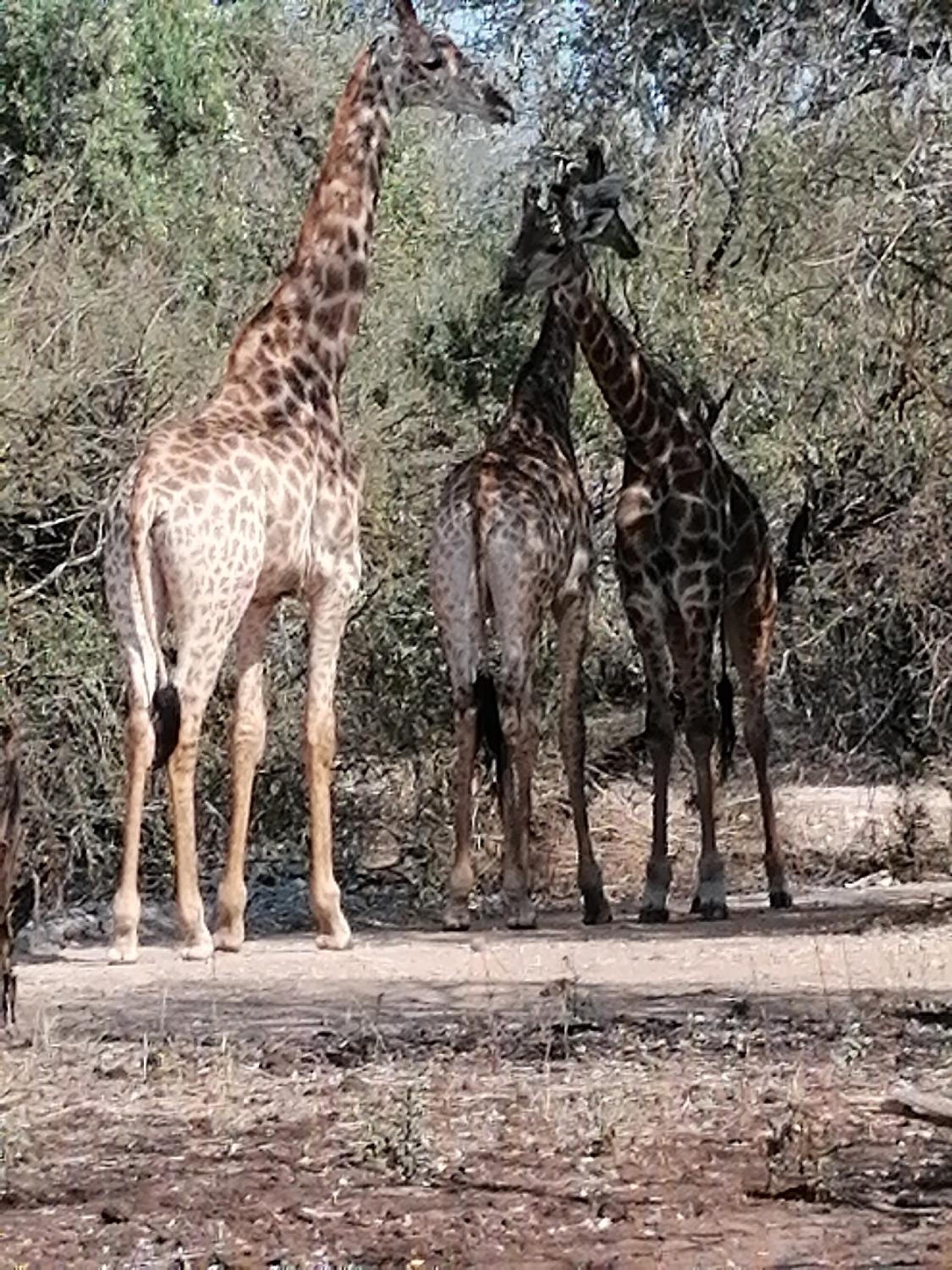 Giraffe Studio @ Kruger