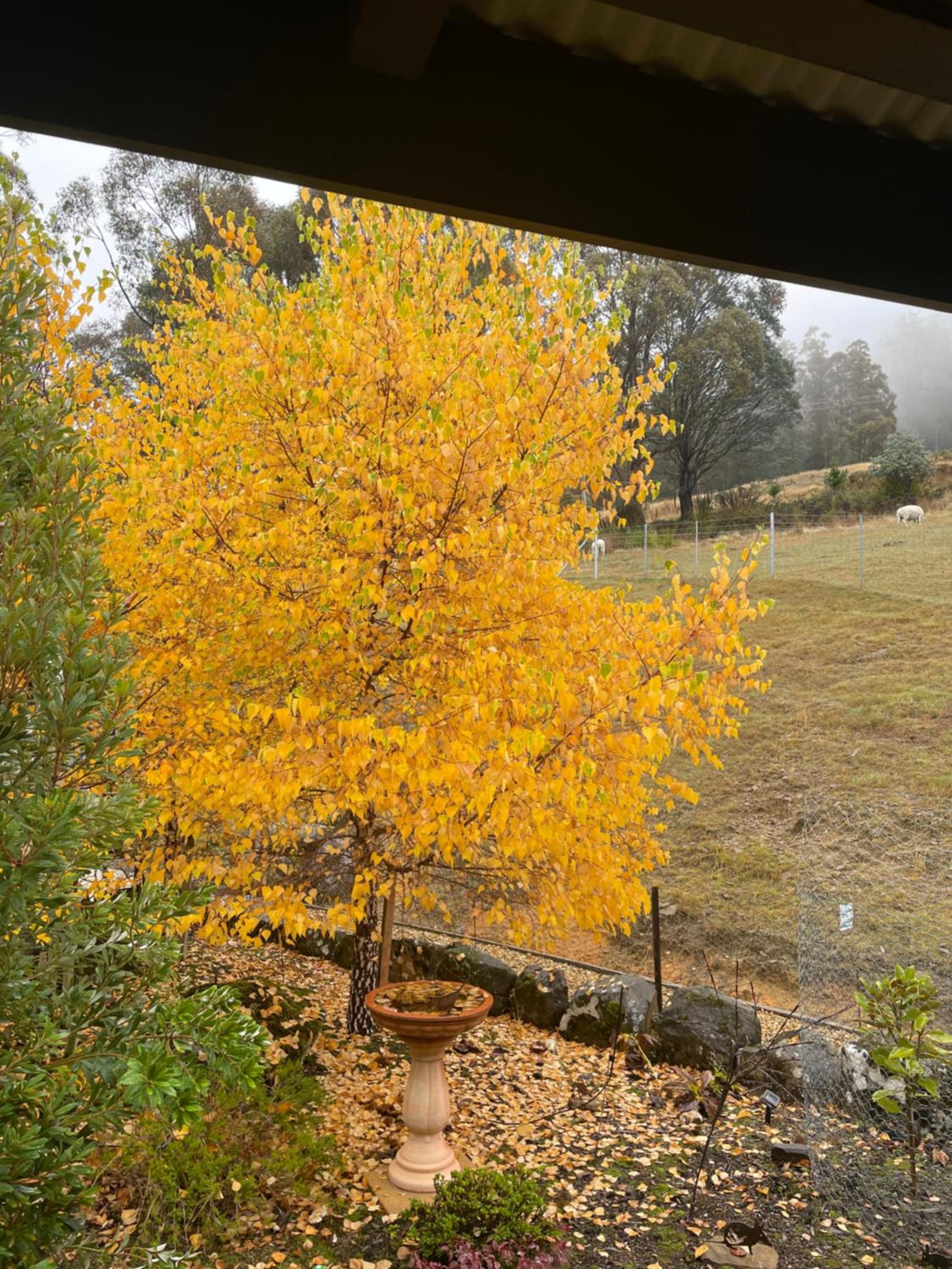 Amaroo with a view set on a 50 Acre Hobby Farm - Property Image 24