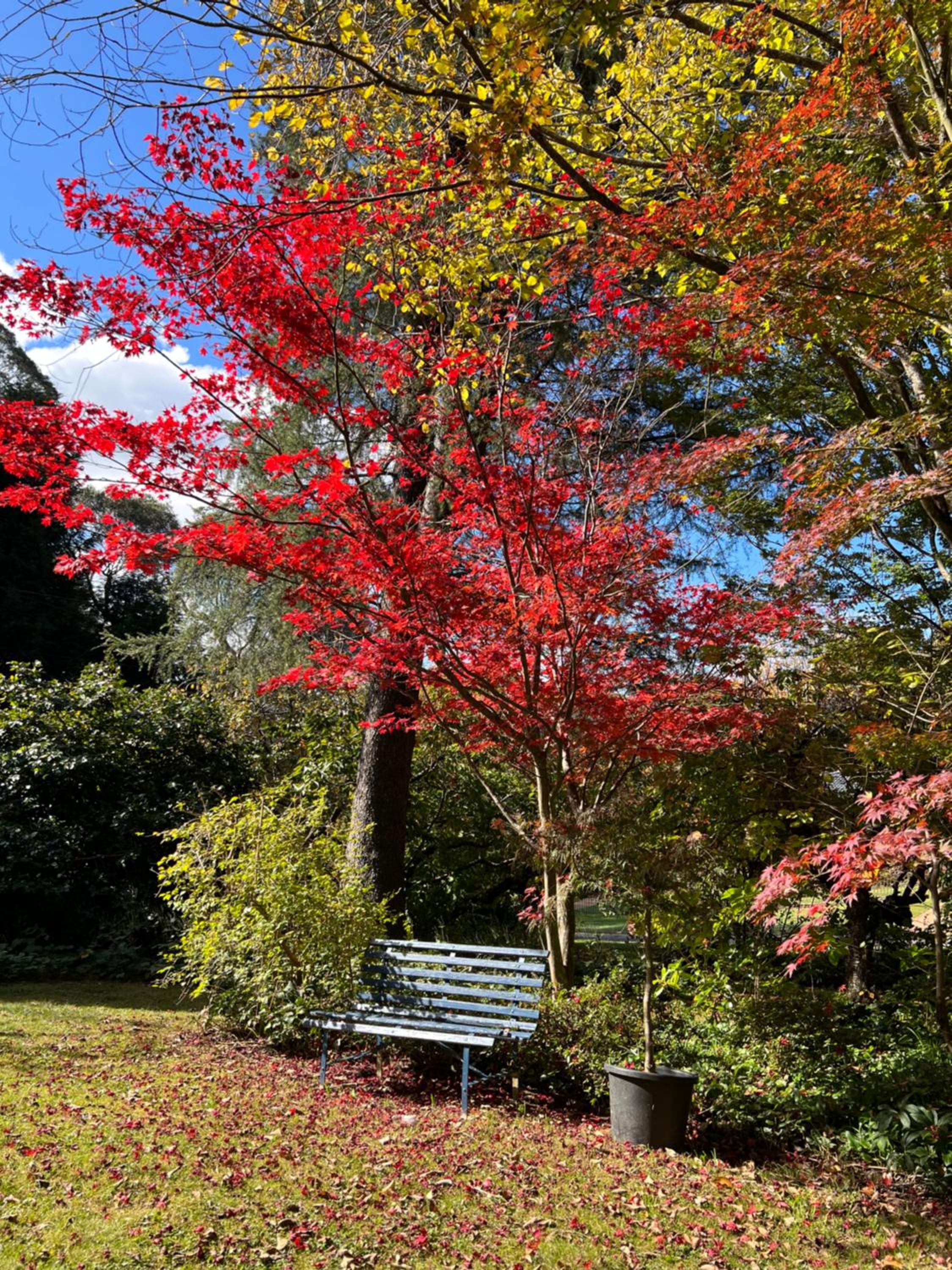 Morisset Cottage Blackheath