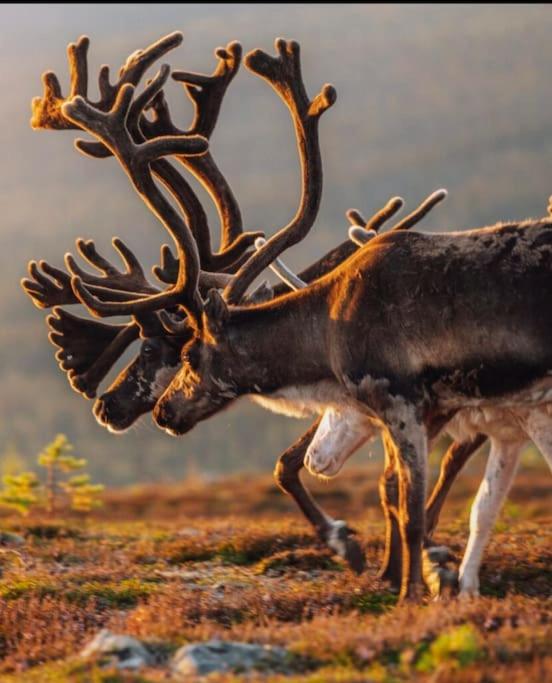 Idre himmelfjäll ski in/ski out Bastu/Sauna Skidor Natur Vandring Fiske