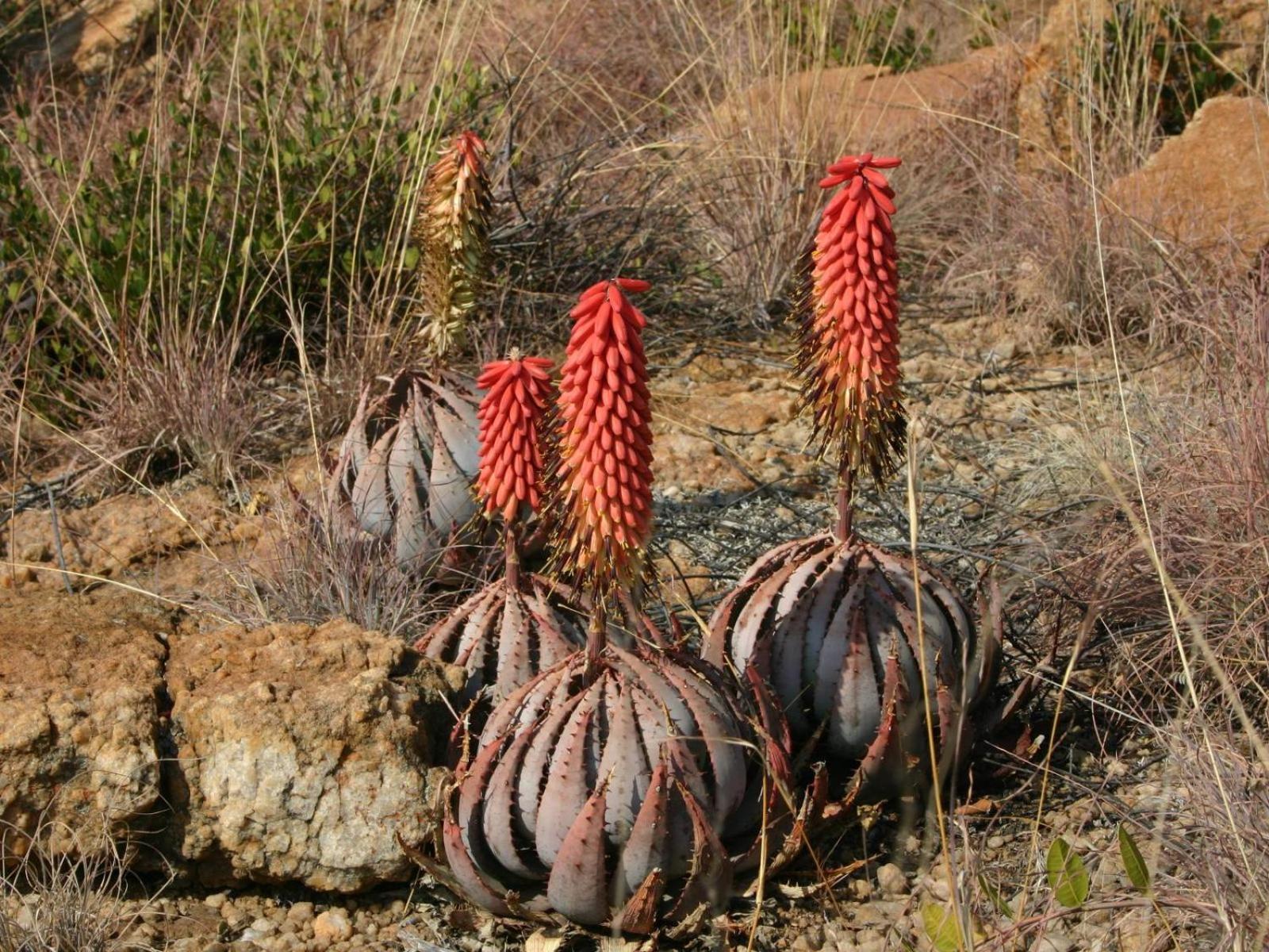 AfriCamps at Milorho