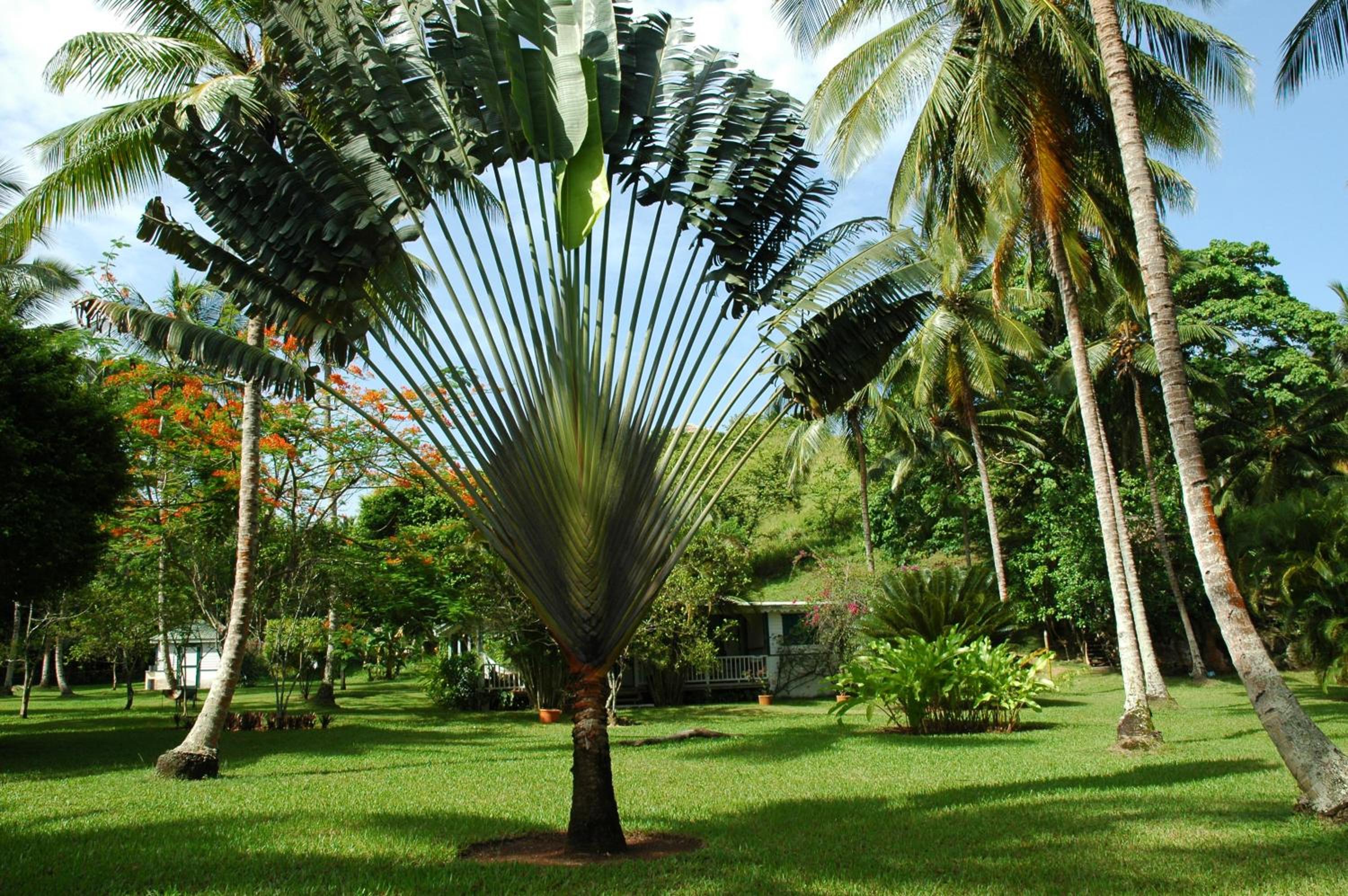 Casa Nito